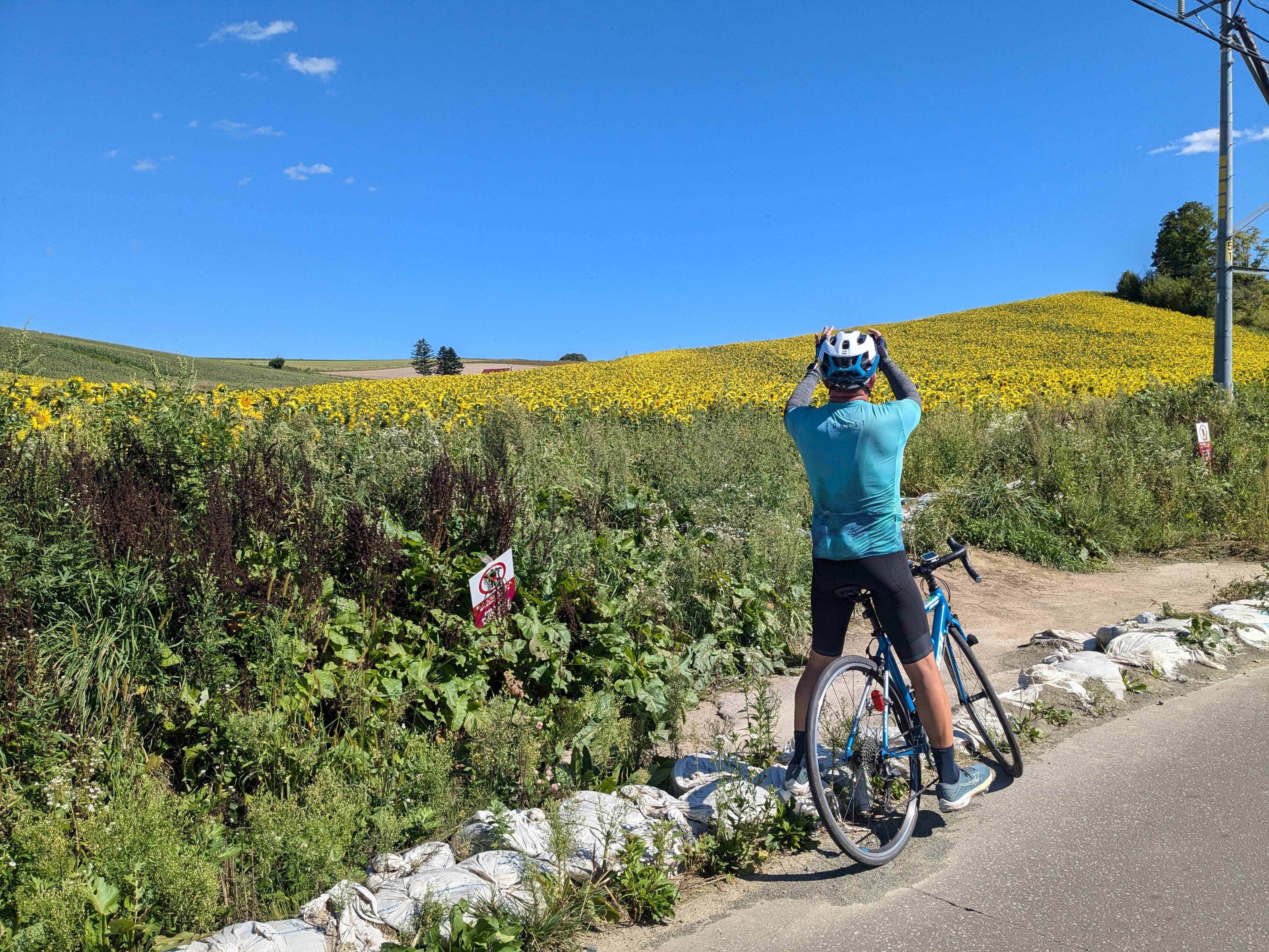 A cyclist stops to take a photograph on his smartphone of a field of sunflowers in Biei, Hokkaido. It is a bright, sunny day.