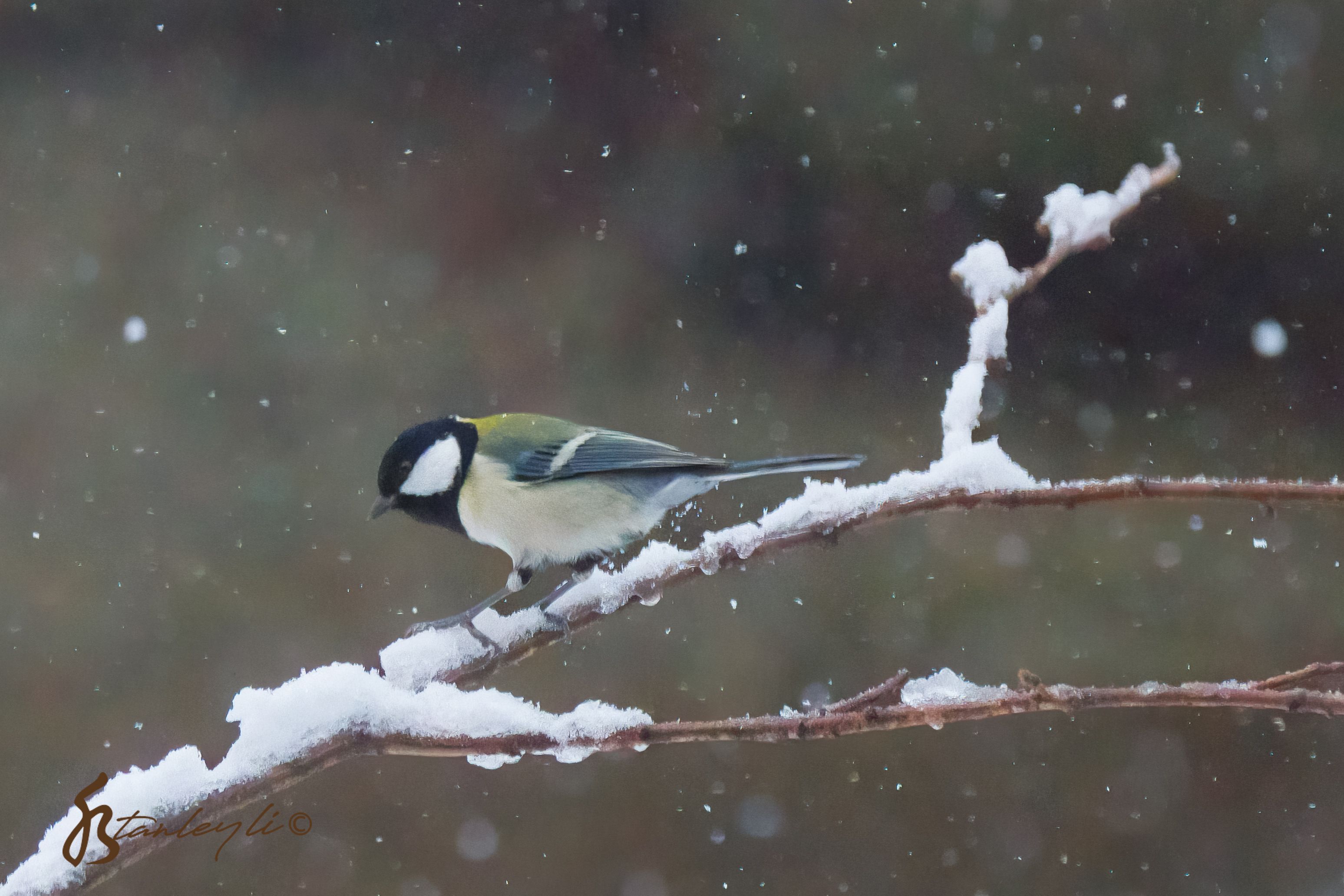 A Japanese Tit on a snowy branch.