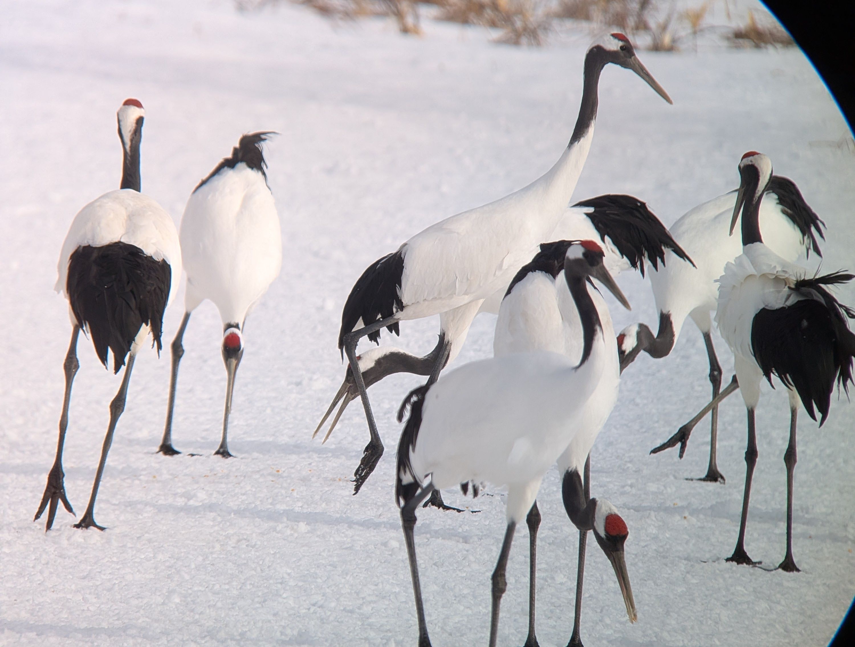 A flock of red-crowned cranes in the snow, viewed through a scope.