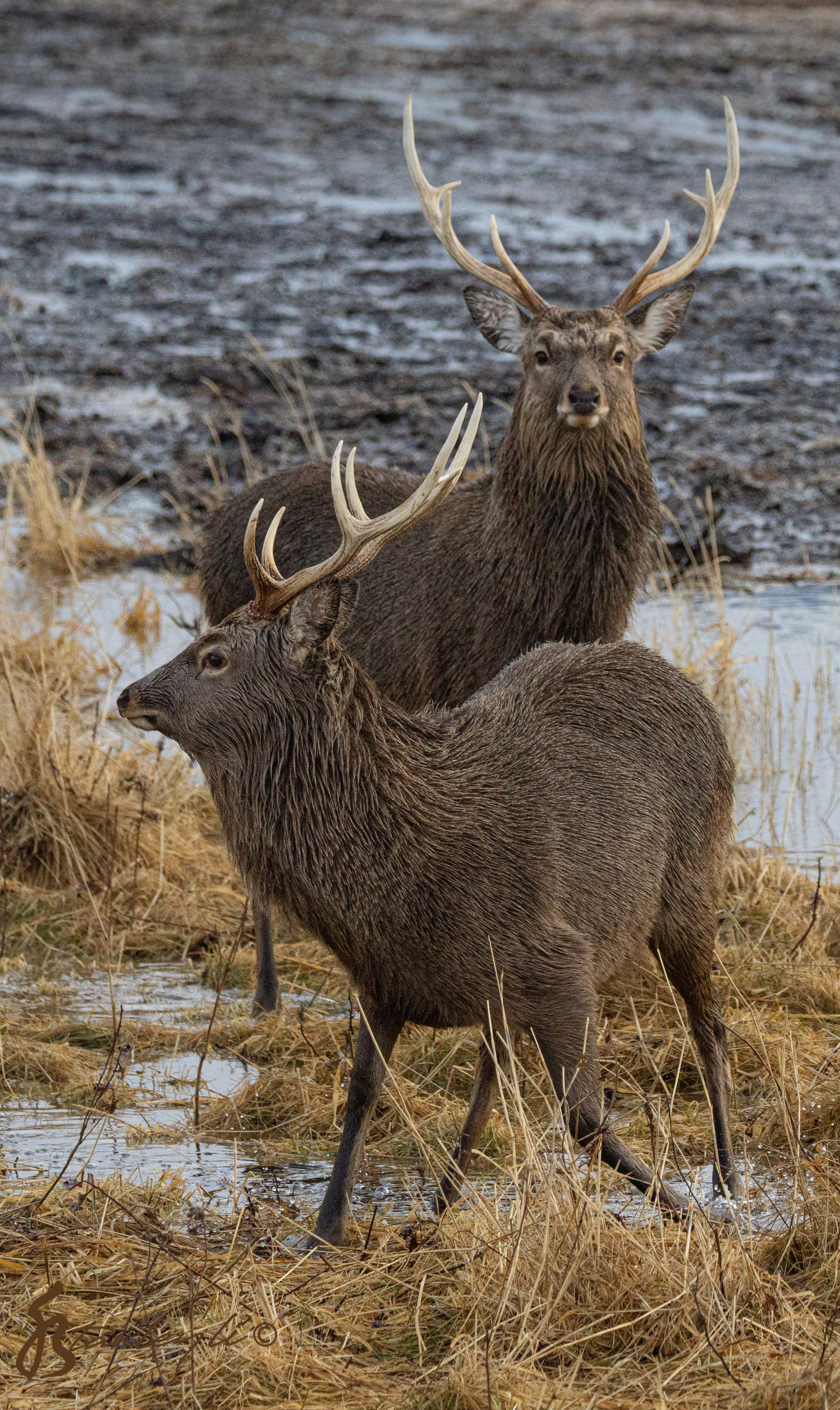Two stags look at the camera on the Notsuke Peninsula, Hokkaido.