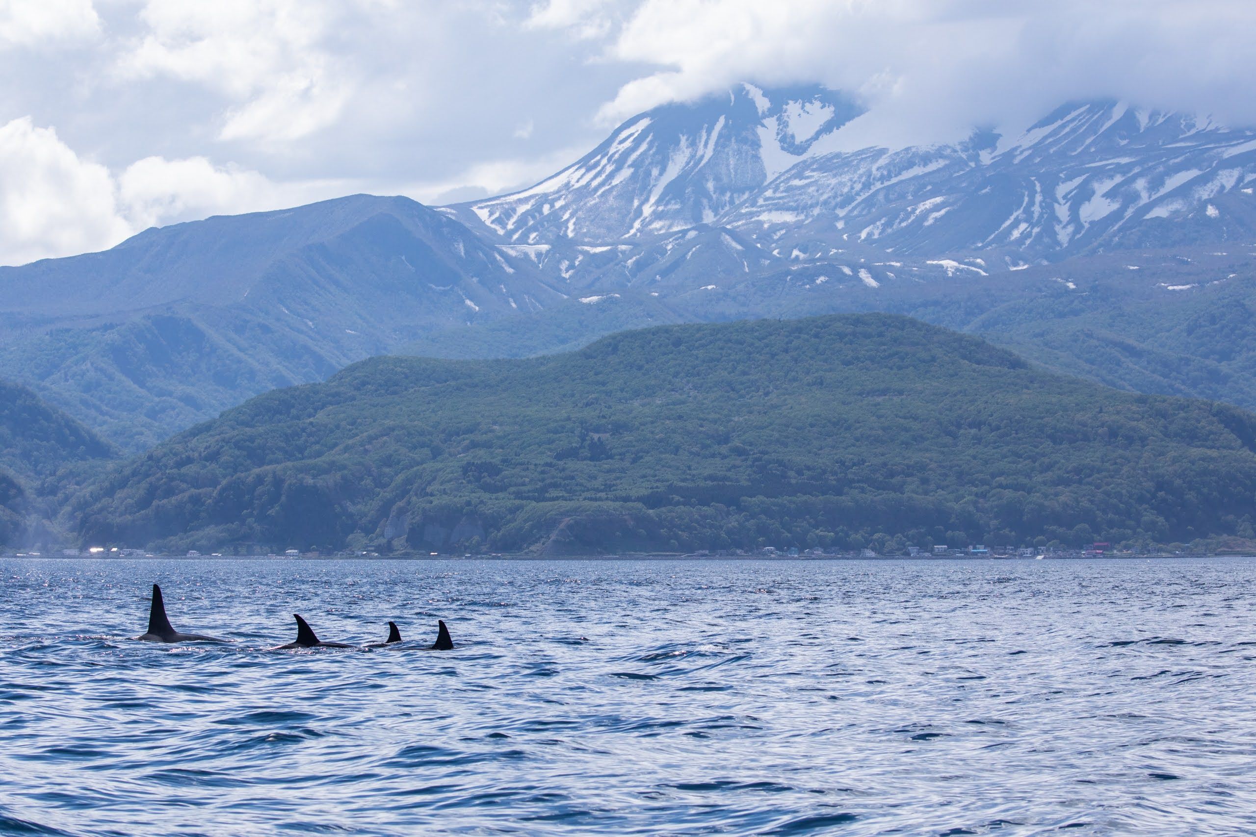 A photograph of a pod of four orcas off the coast of Shiretoko Peninsula, Hokkaido. Their dorsal fins are visible. In the background, snow-covered mountains rise from the landscape.