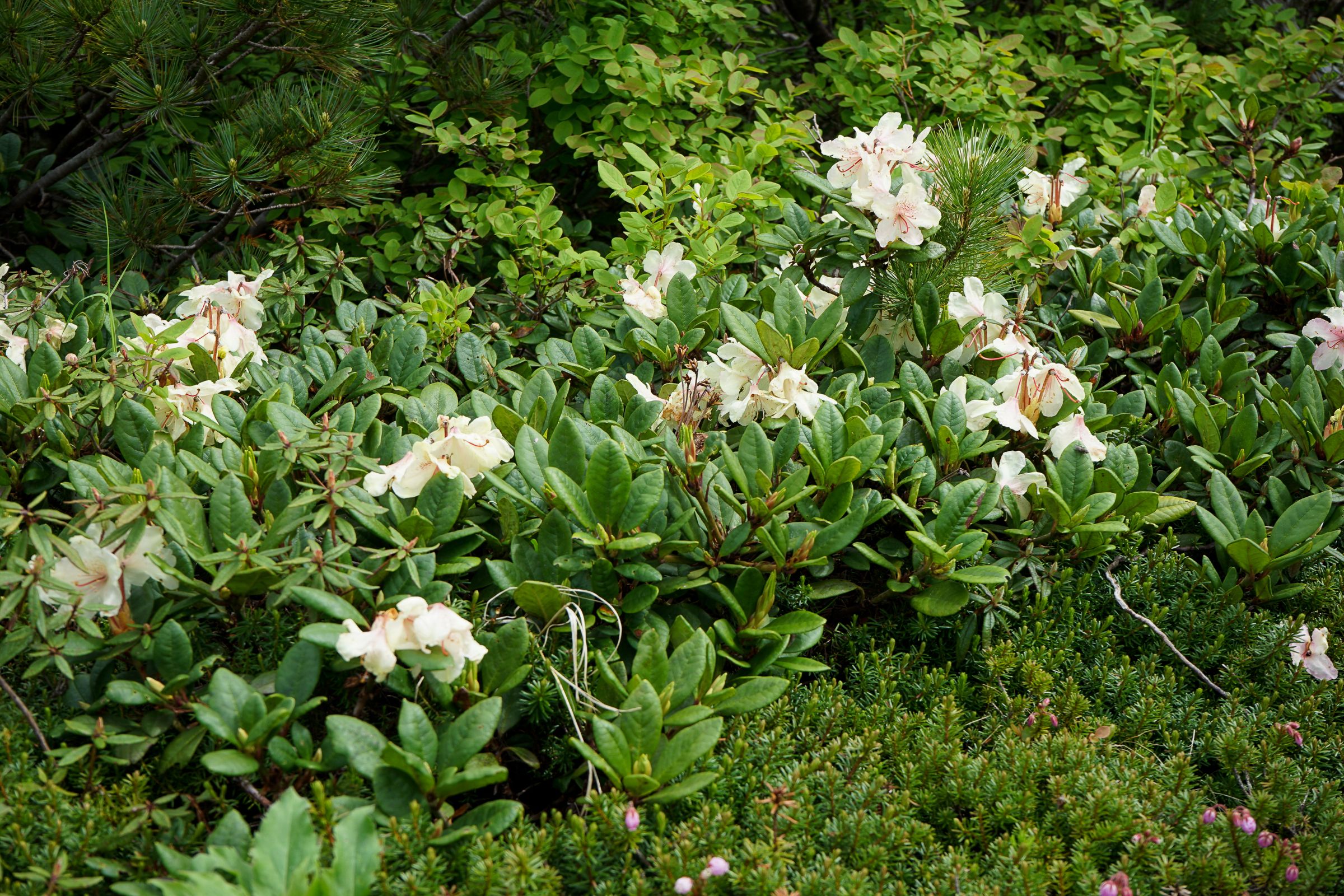 Rhododendron aureum in bloom.