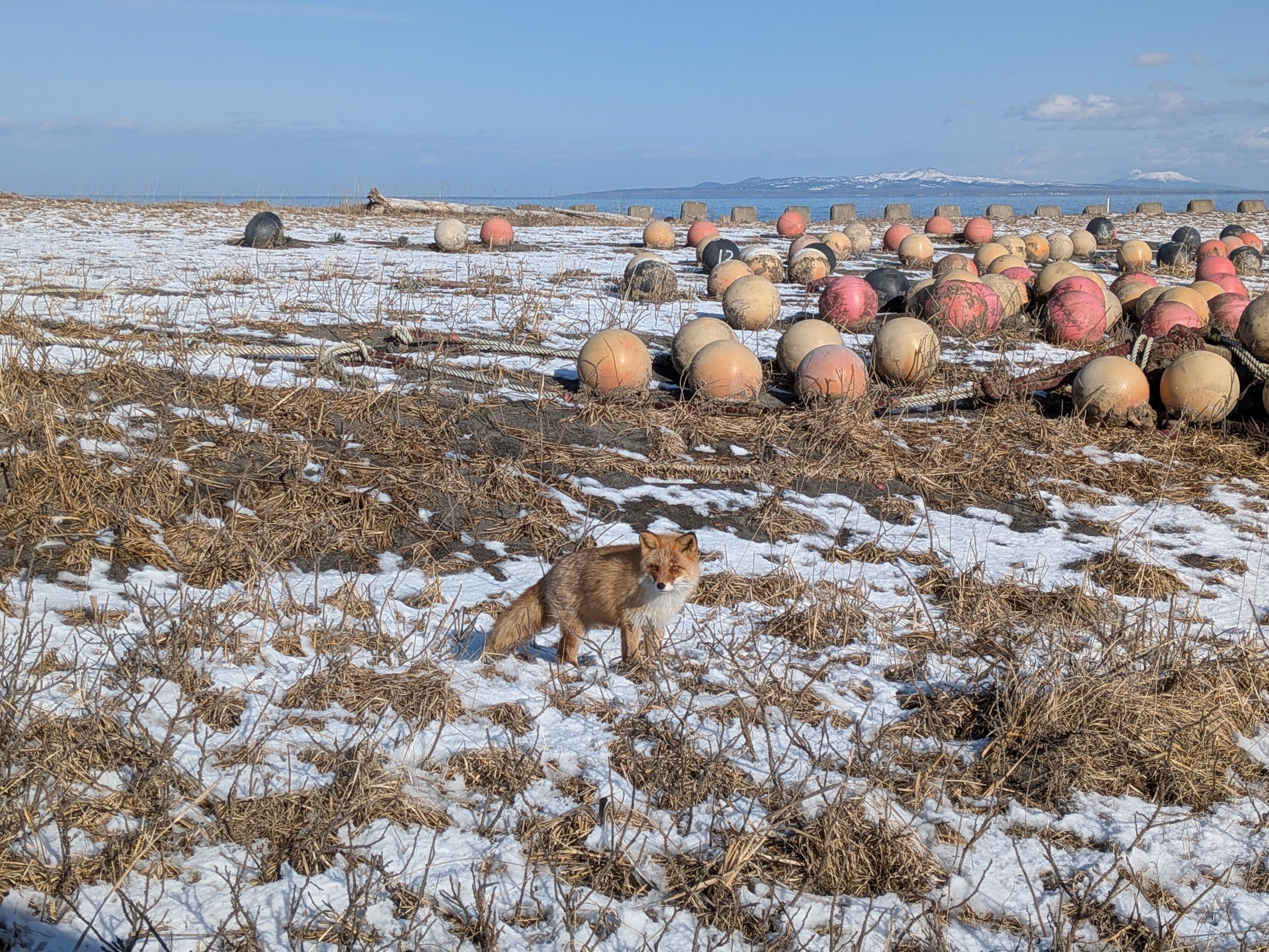 A fox stands in grassland on the Notsuke Peninsula in Hokkaido. Behind it, a stock of brightly-coloured, round fishing buoys are scattered across the land. Kunaishiri Island is visible over the ocean horizon.