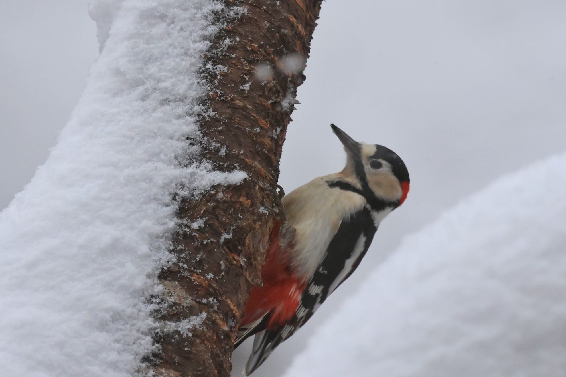 A greater-spotted woodpecker is pictured on a snowy tree.