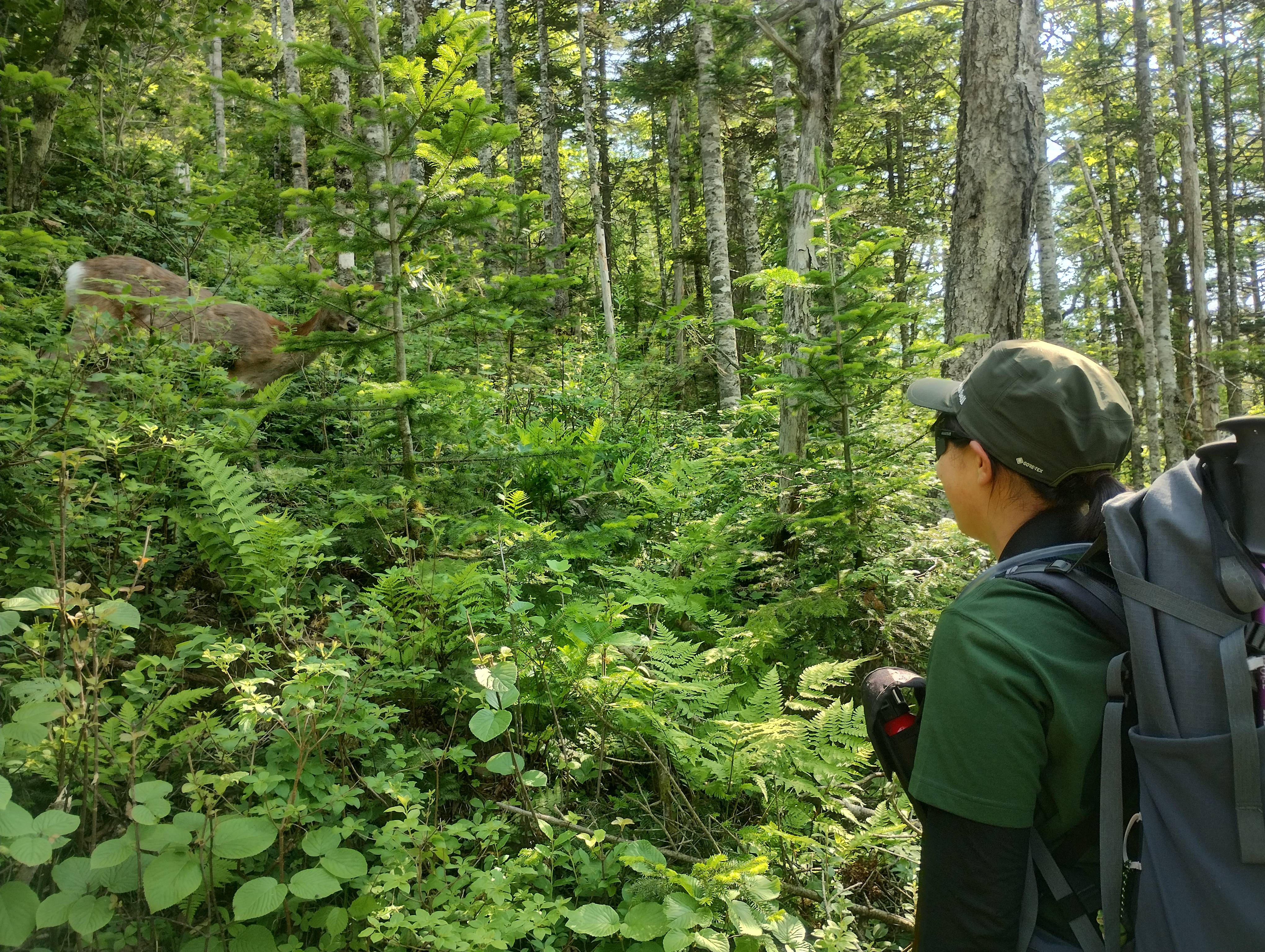 Adventure Hokkaido guide Yuka looks at a deer in the mountain undergrowth directly in front of her.