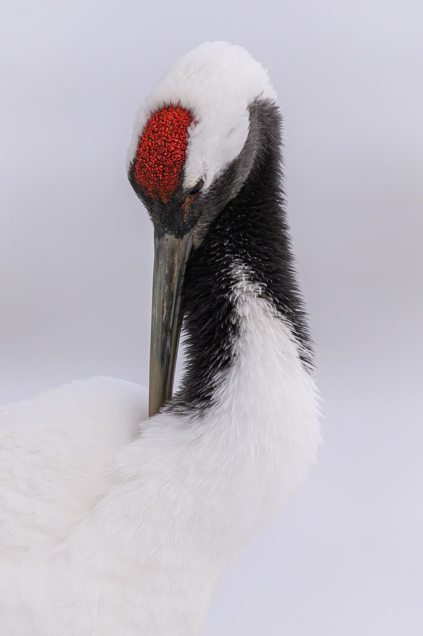 A portrait of a red-crowned crane preening itself.