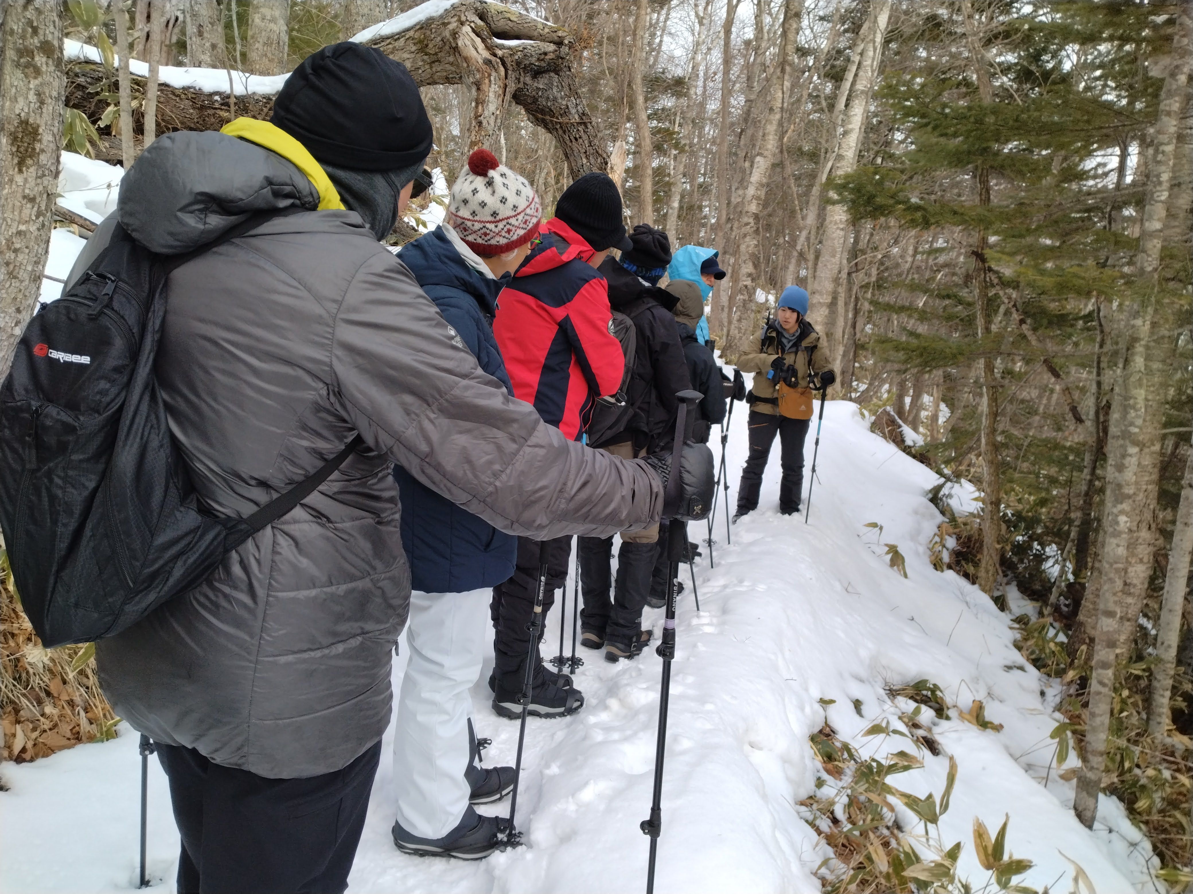 A line of people in winter gear make their way along a snowy road in a forest. They are looking at their guide at the front of the group.