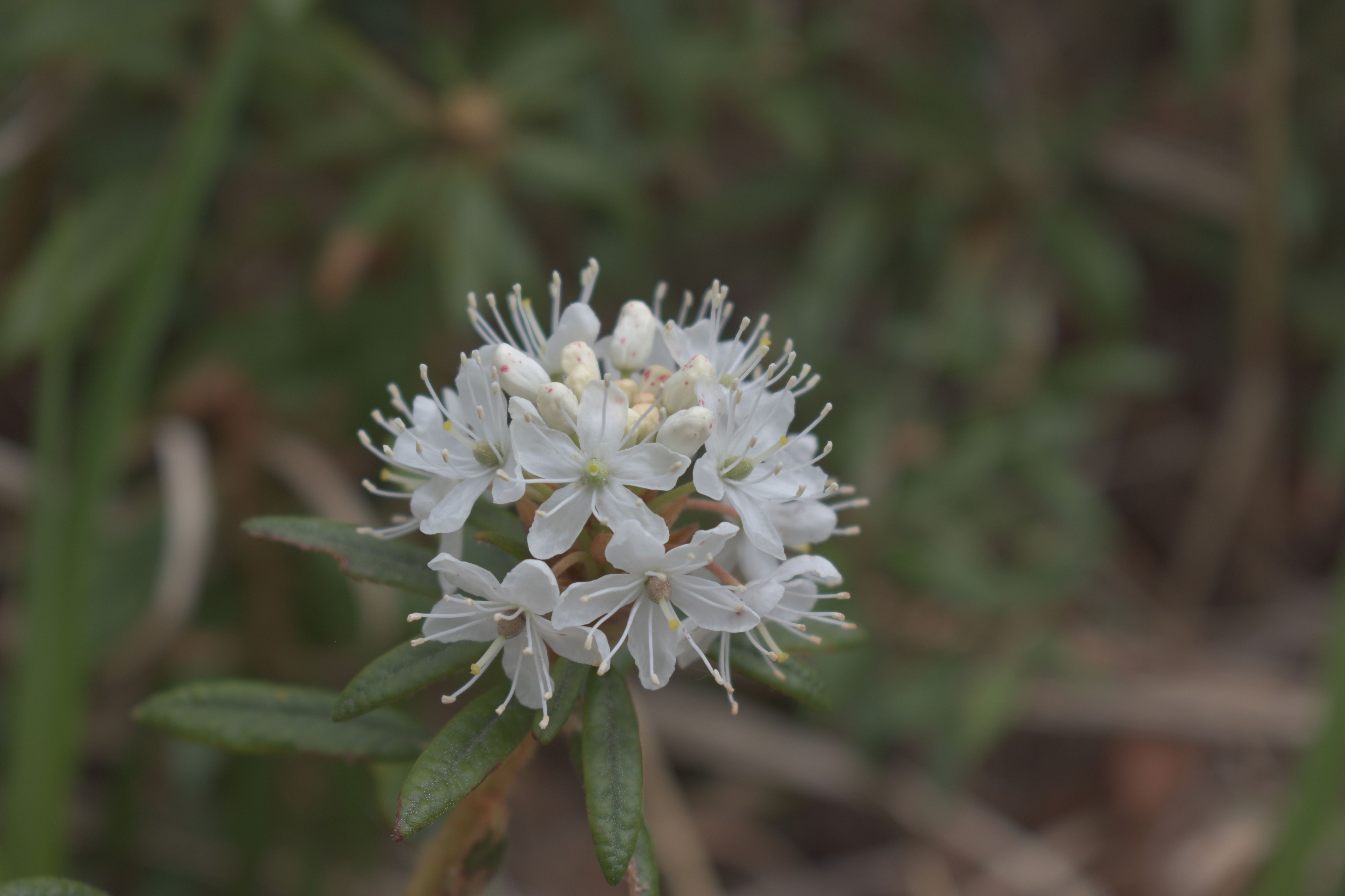 The white flowers of a Milky Way Rhododendron are seen close up