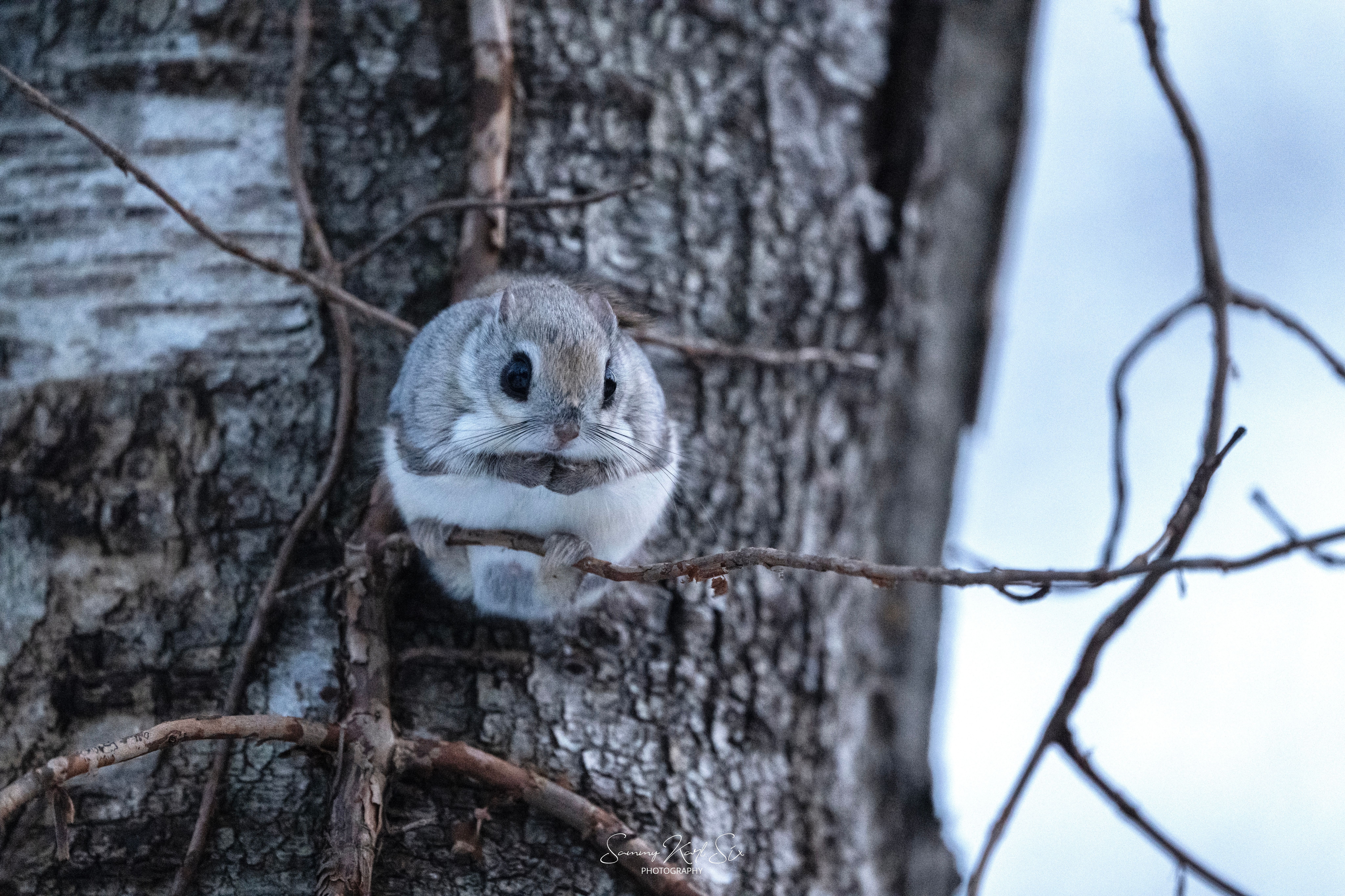 A zoom shot of a Siberian dwarf flying squirrel on a branch in a tree.