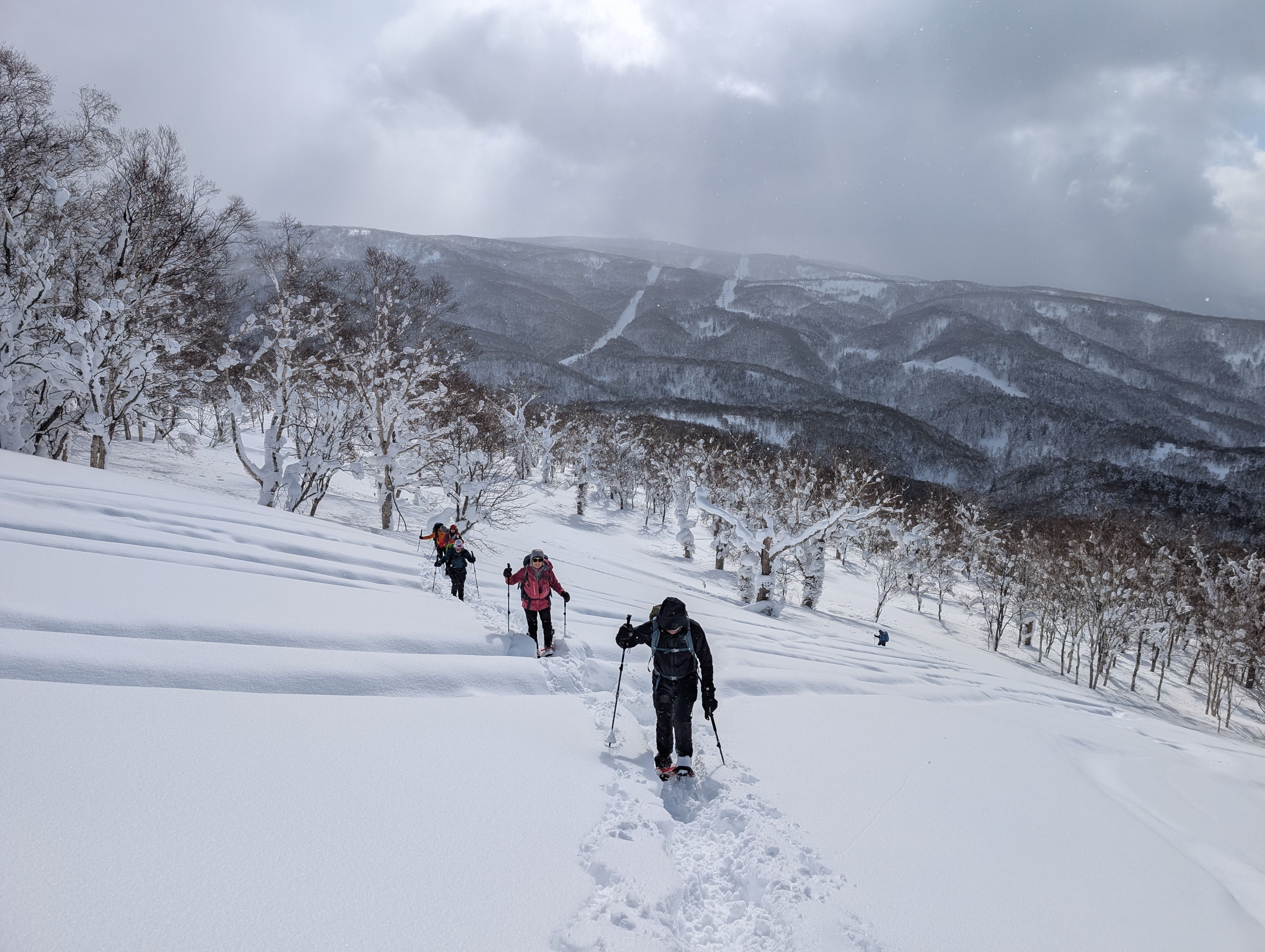 A line of winter hikers snowshoe through deep snow on Mt. Kokimobetsu. They appear to be snowshoeing over lines left. by snowmobiles or vehicles. There is a forest of small birch trees in the background.