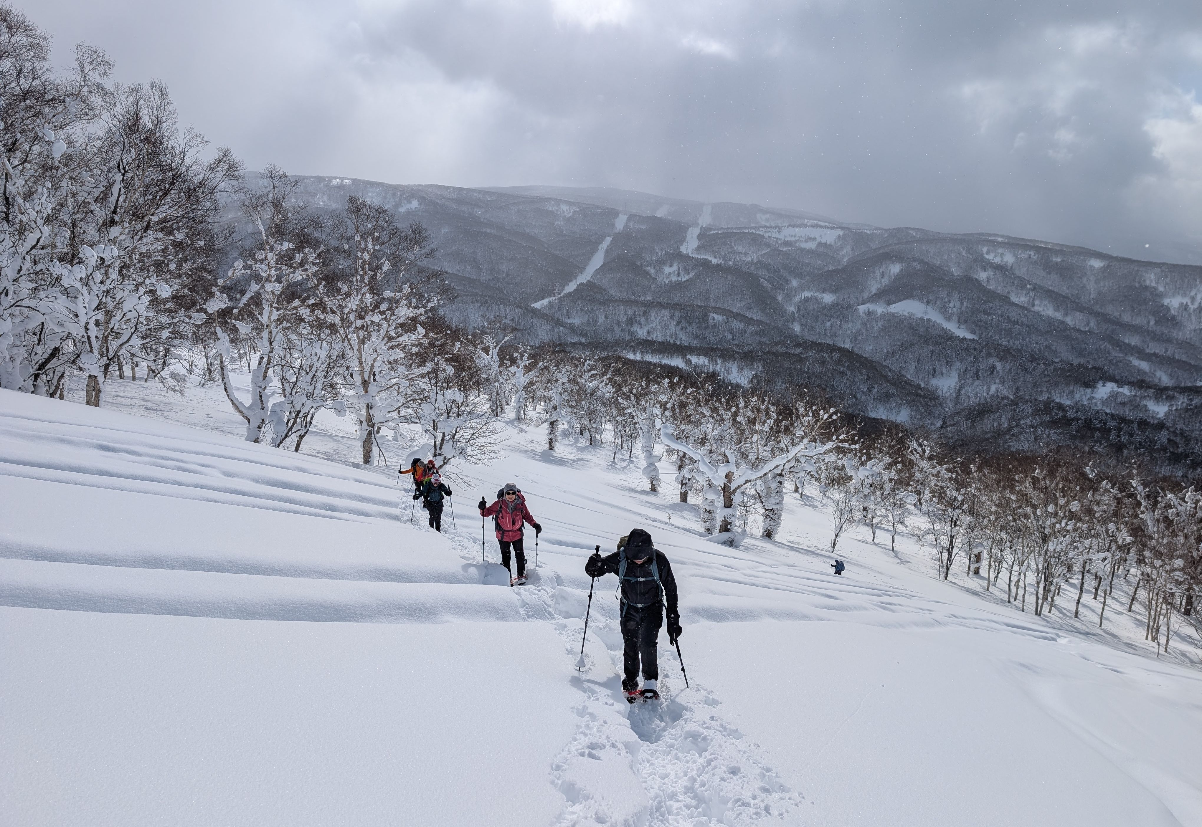 A line of winter hikers snowshoe through deep snow on Mt. Kokimobetsu. They appear to be snowshoeing over lines left. by snowmobiles or vehicles. There is a forest of small birch trees in the background.