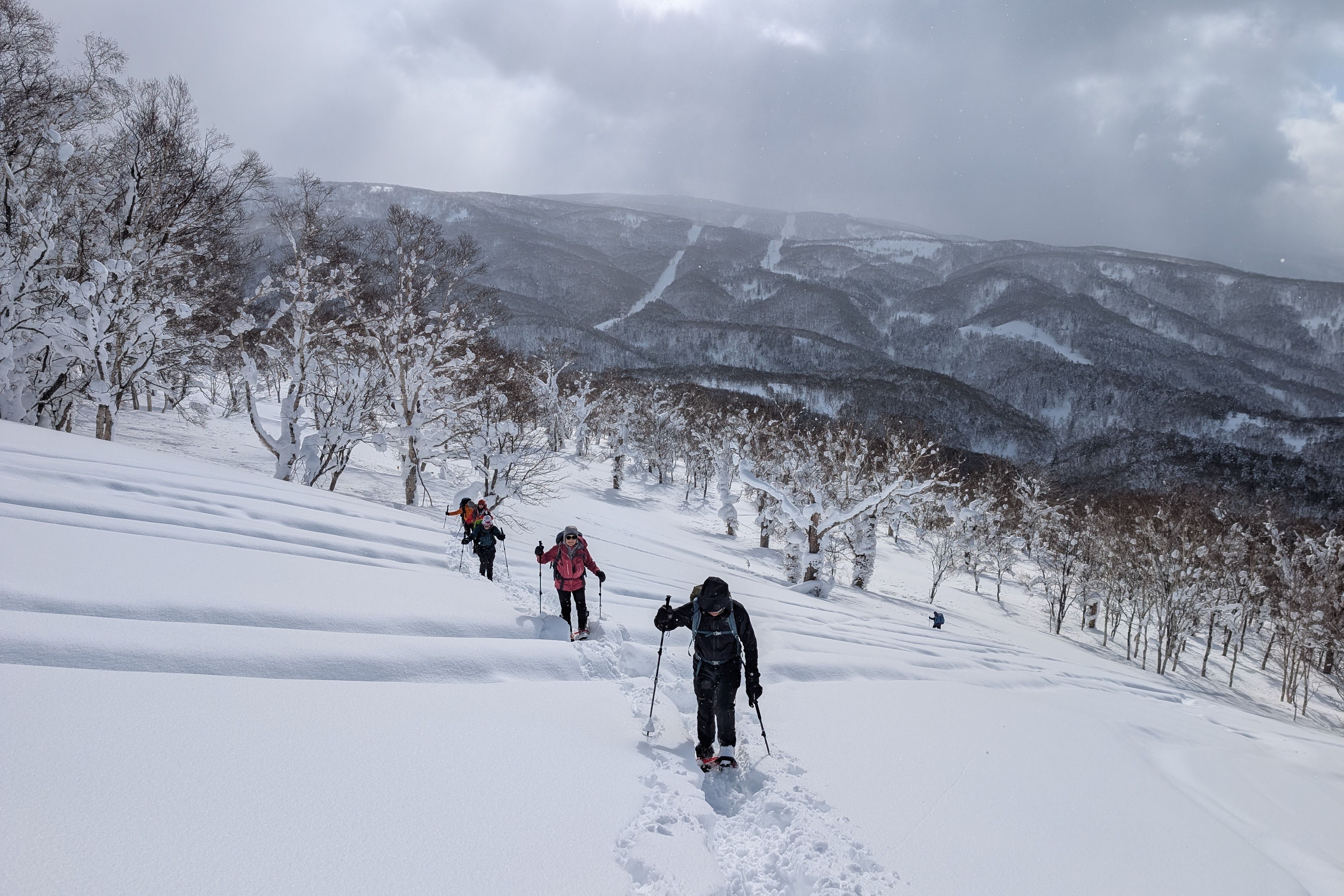 A line of winter hikers snowshoe through deep snow on Mt. Kokimobetsu. They appear to be snowshoeing over lines left. by snowmobiles or vehicles. There is a forest of small birch trees in the background.