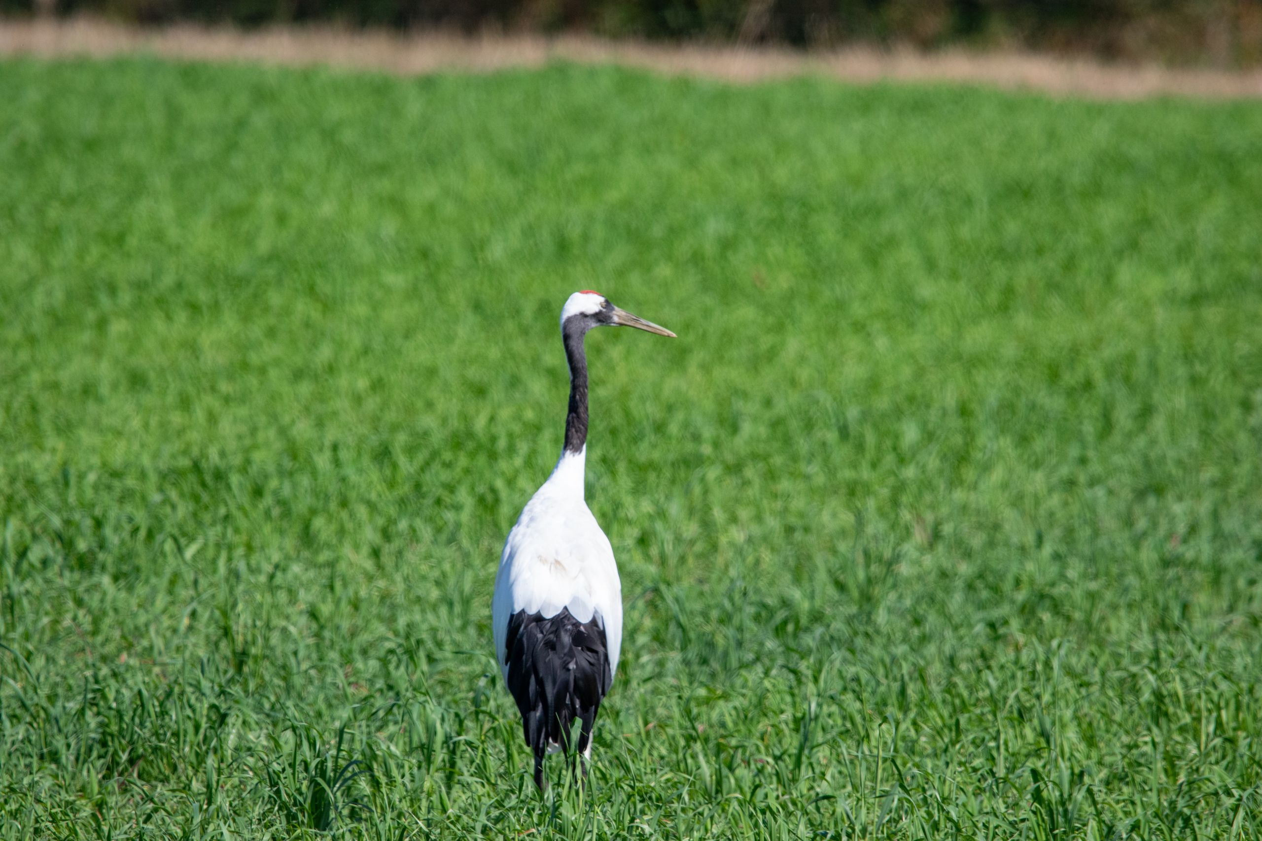A red-crowned crane stands in a pasture.
