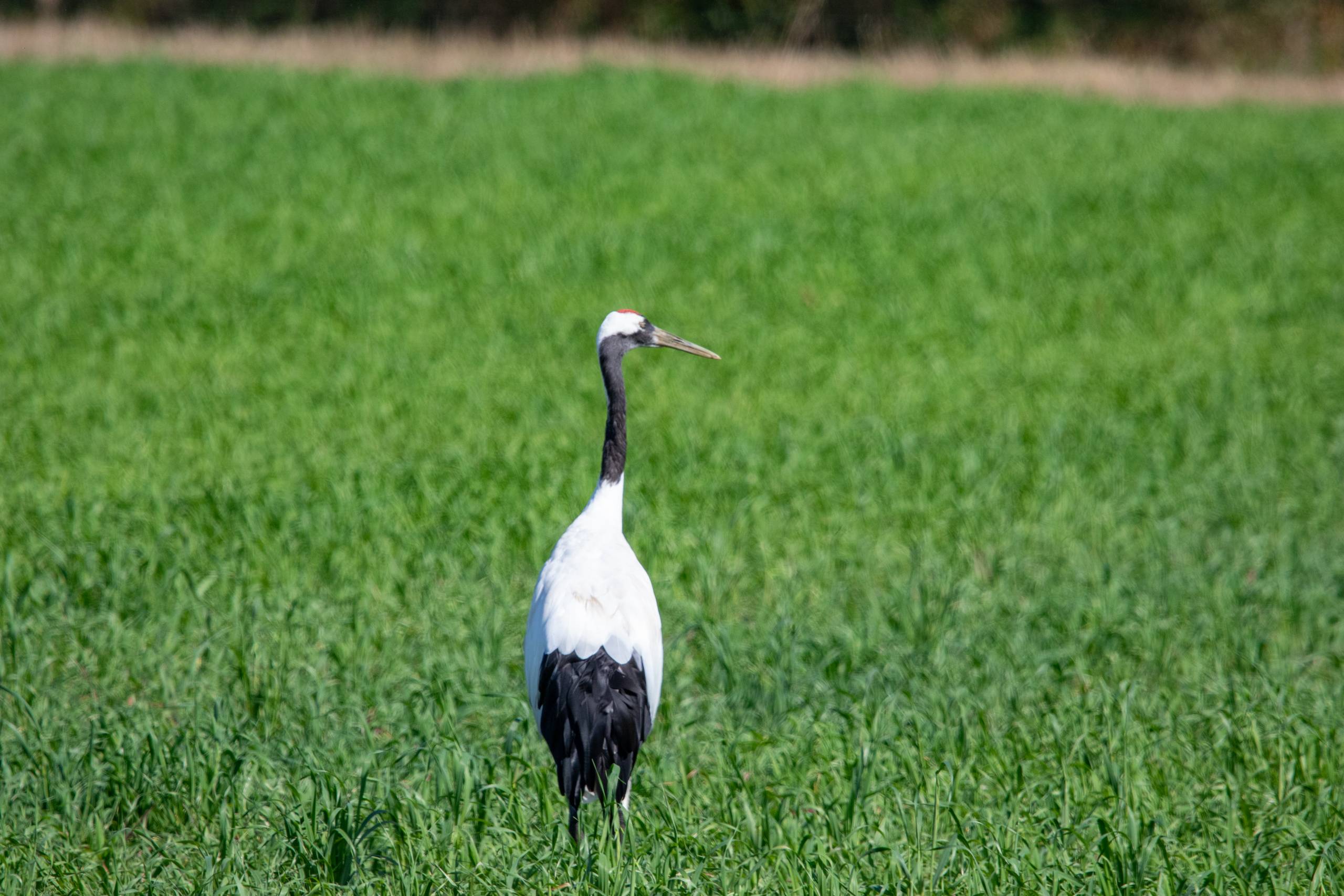A red-crowned crane stands in a pasture.