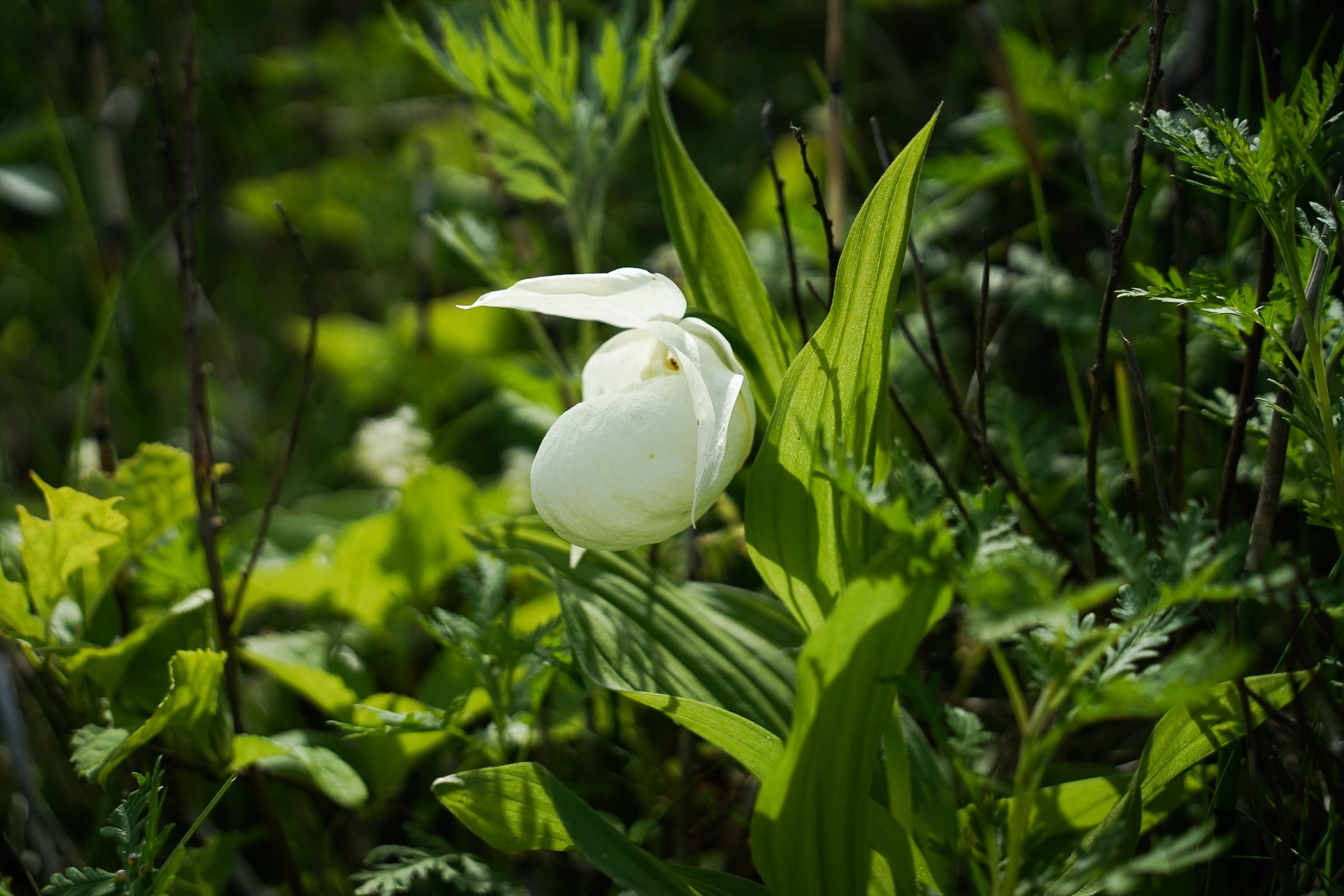 Rebun Lady's Slipper Orchid