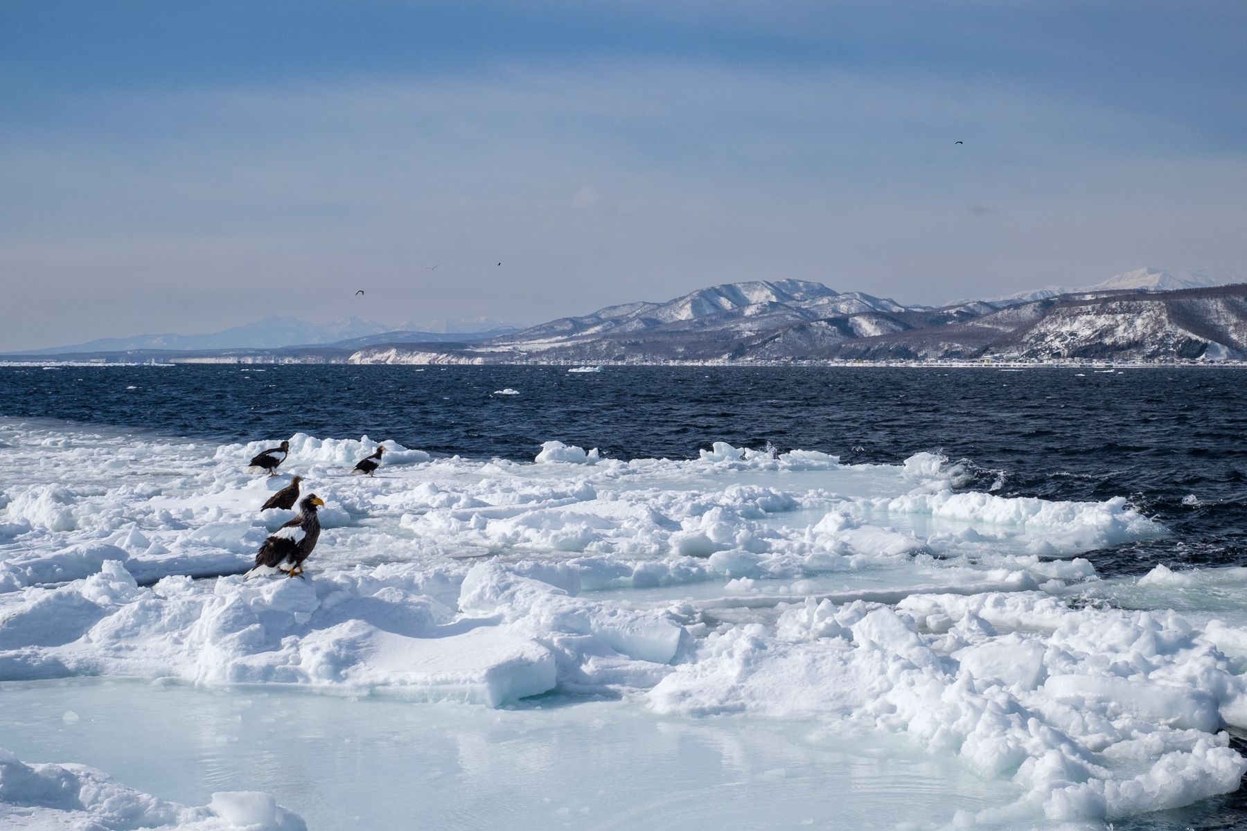 A group of sea eagles sit on ice drifting in the ocean. There is open water behind them and a mountainous landscape in the distance.
