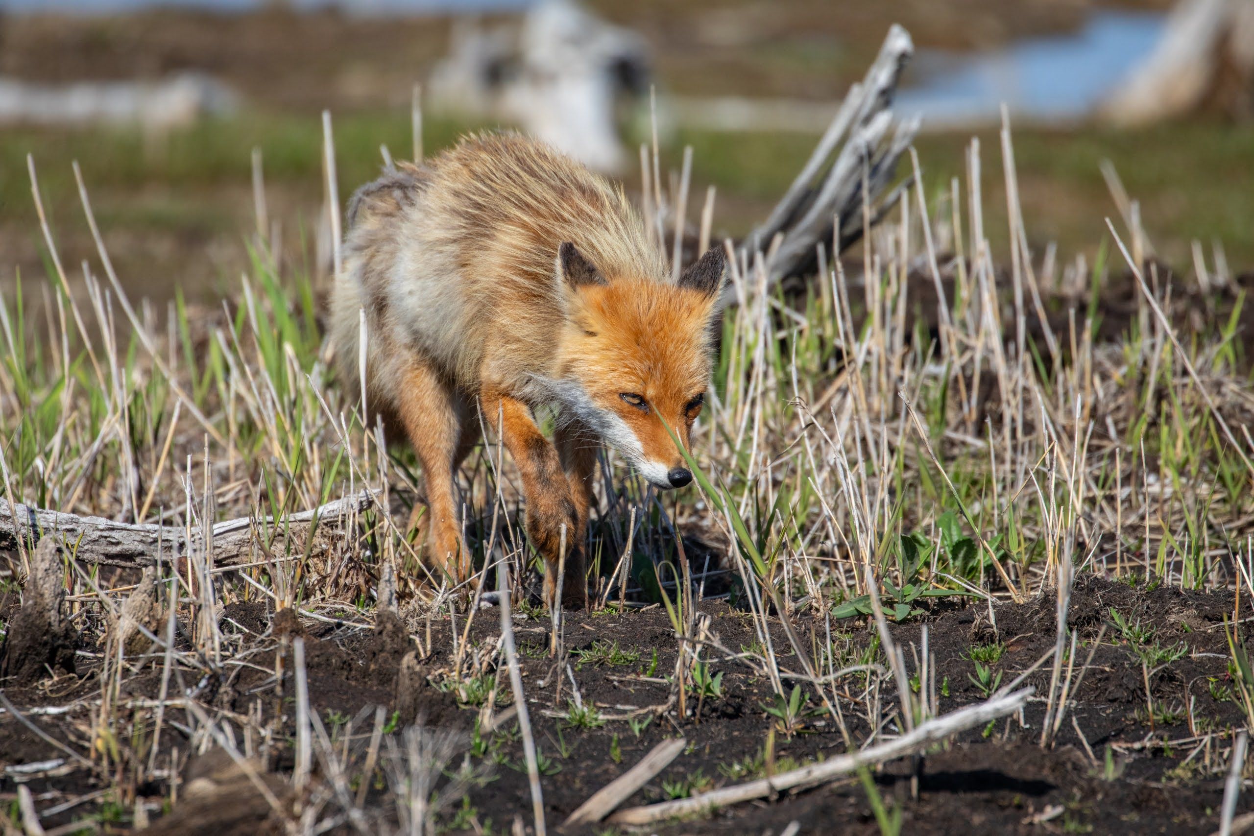 A rust-coloured red fox picks its way over a muddy area at Shunkunitai, east Hokkaido. It is starting to shed its fluffy winter coat for its sleek summer coat.