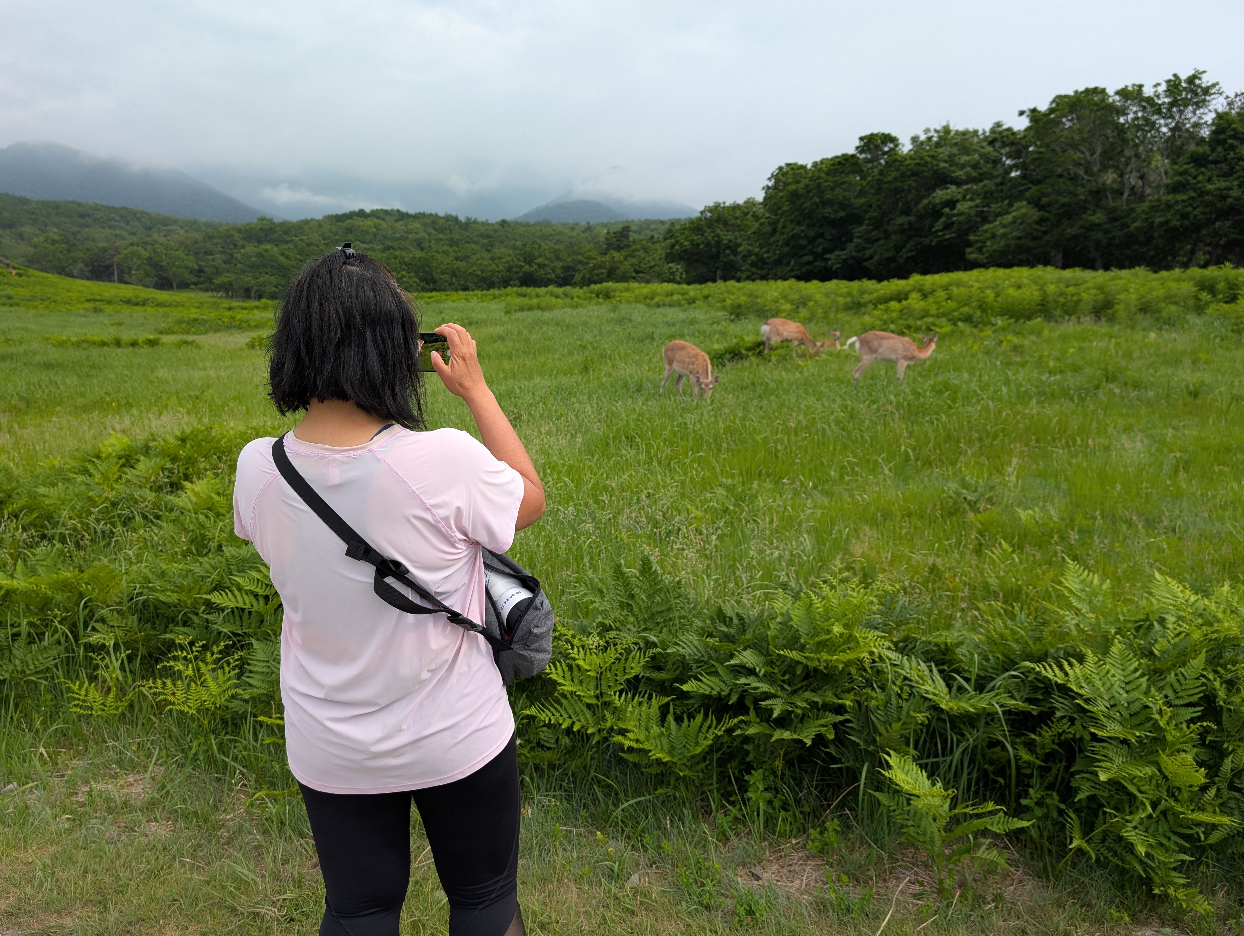 A woman takes a photograph on her smartphone of three does in a bracken field.