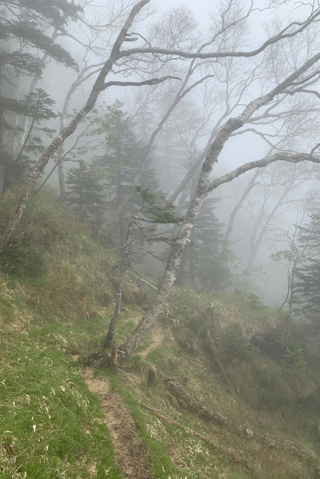 A stand of birch trees all lean to the right, making a mysterious scene on a foggy day.