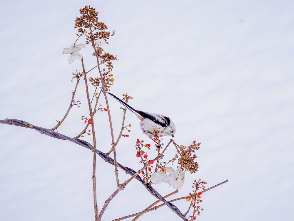 A long-tailed tit (a small, fluffy bird) eats berries from a dried-out plant in winter.