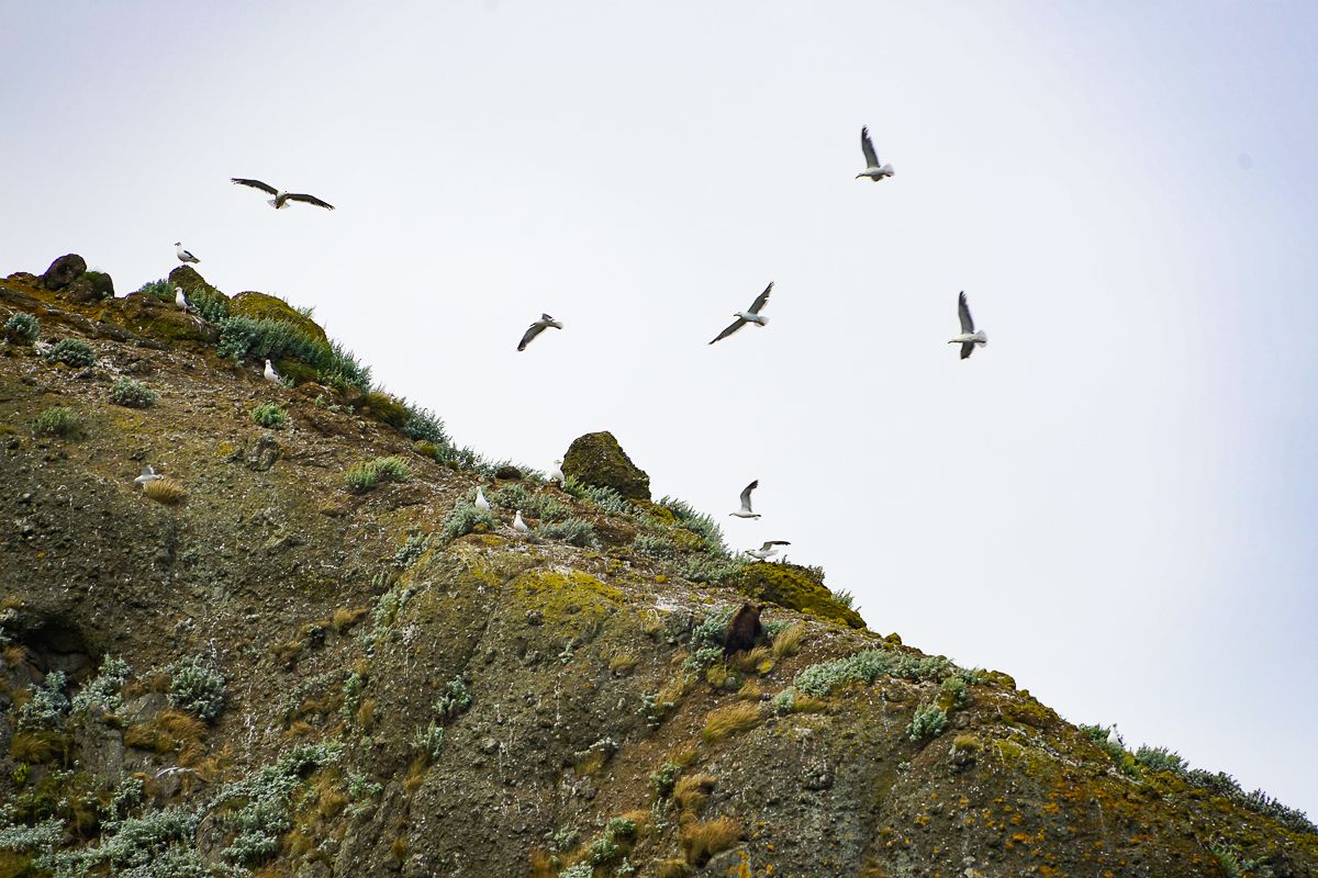 Sporring a brown bear while cruising off the Rausu Coast