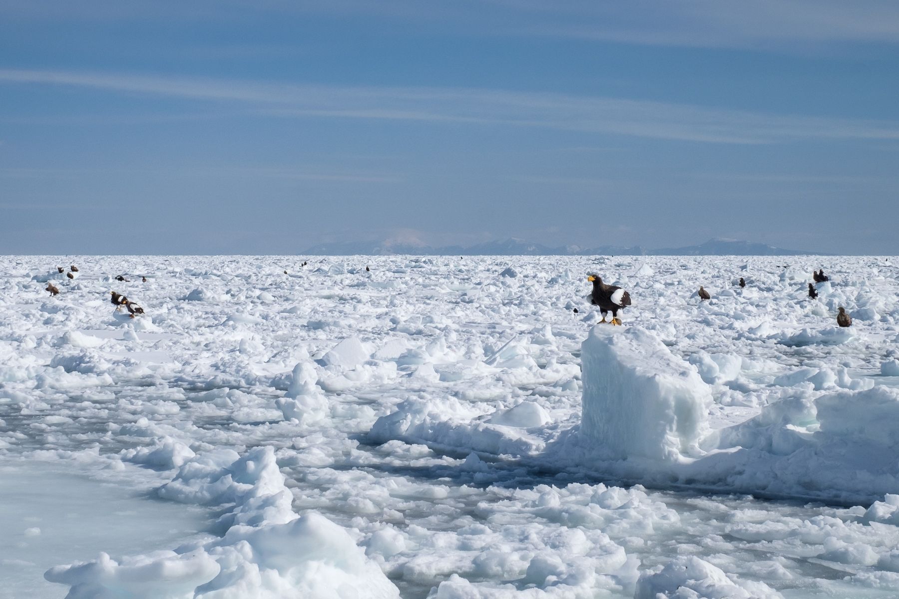 A Stellar's Sea Eagle sits on a block of ice.