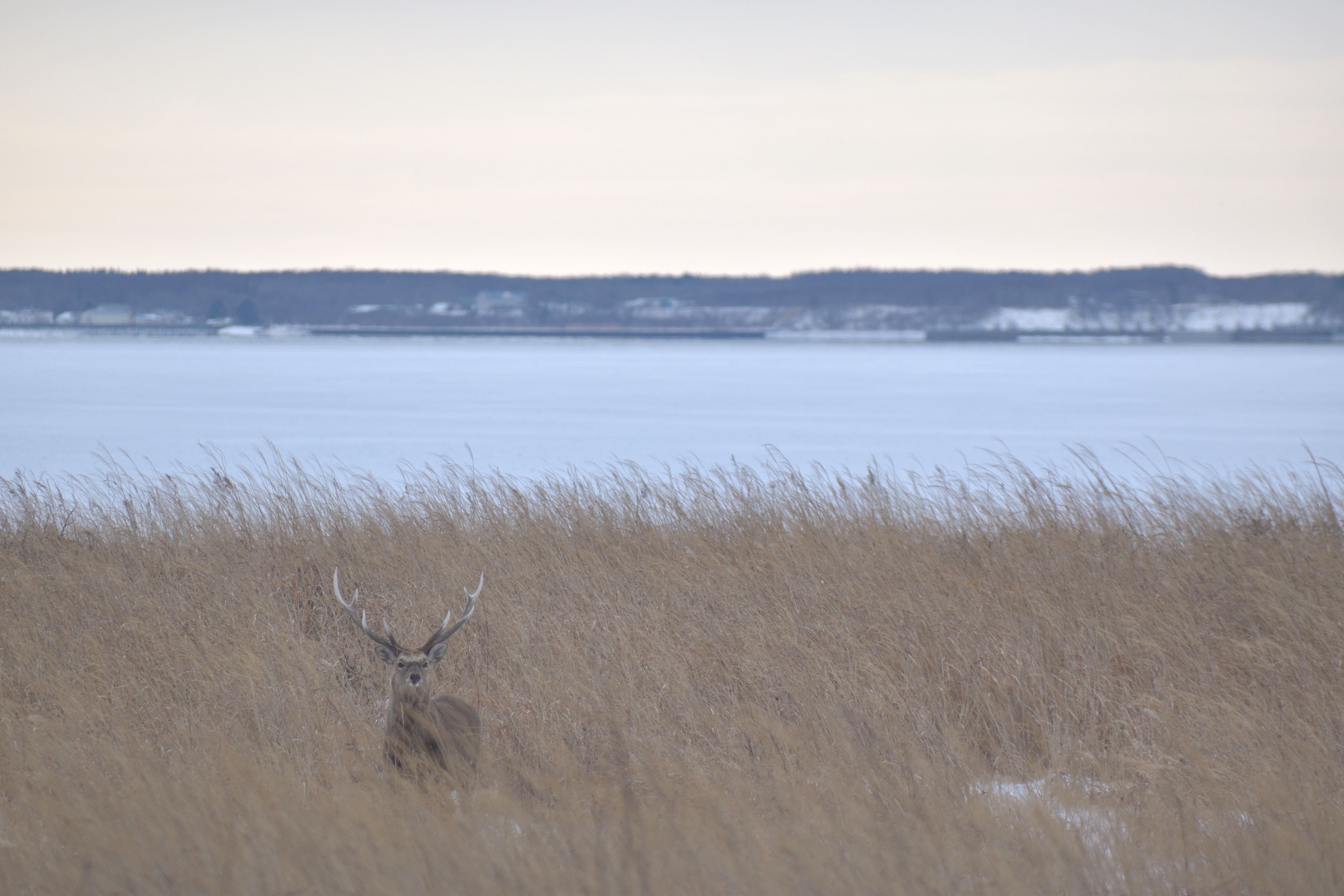A lone stag peers out from tall, withered grass at Notsuke Peninsula.