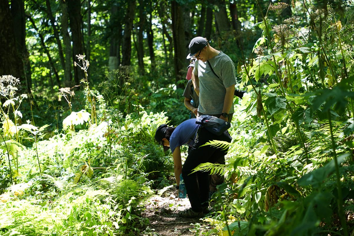 Forest Hiking to Mt Arashiyama in Asahikawa