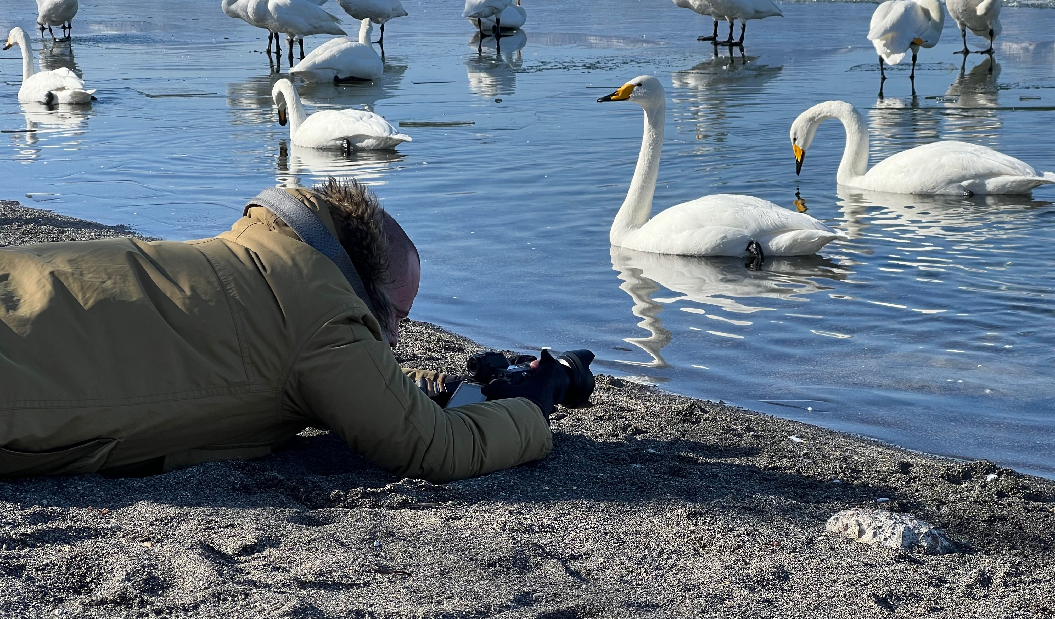 A photographer lies on his stomach on the sandy shore of Lake Kussharo, photographing whooper swans on the water.