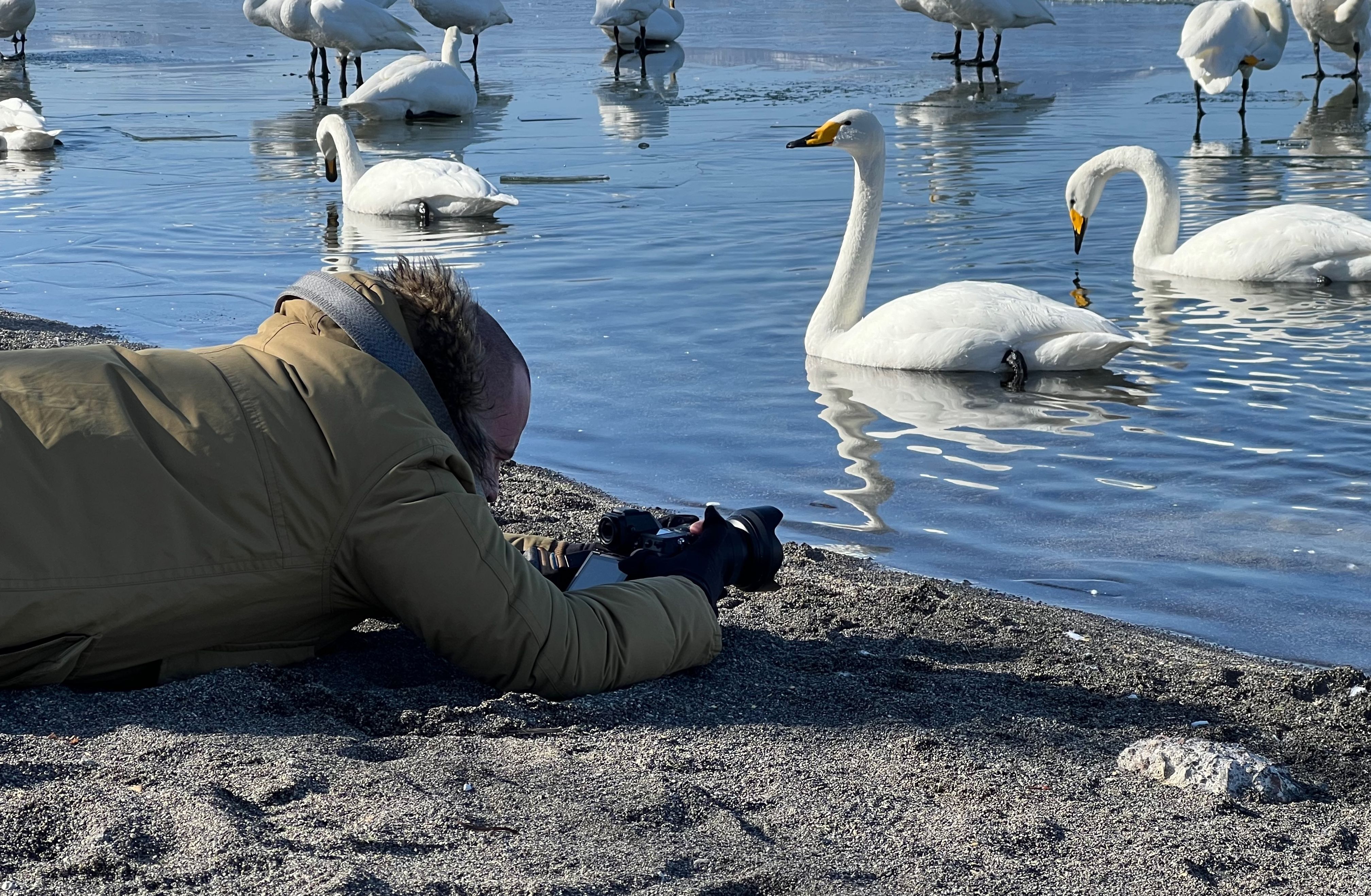 A photographer lies on his stomach on the sandy shore of Lake Kussharo, photographing whooper swans on the water.