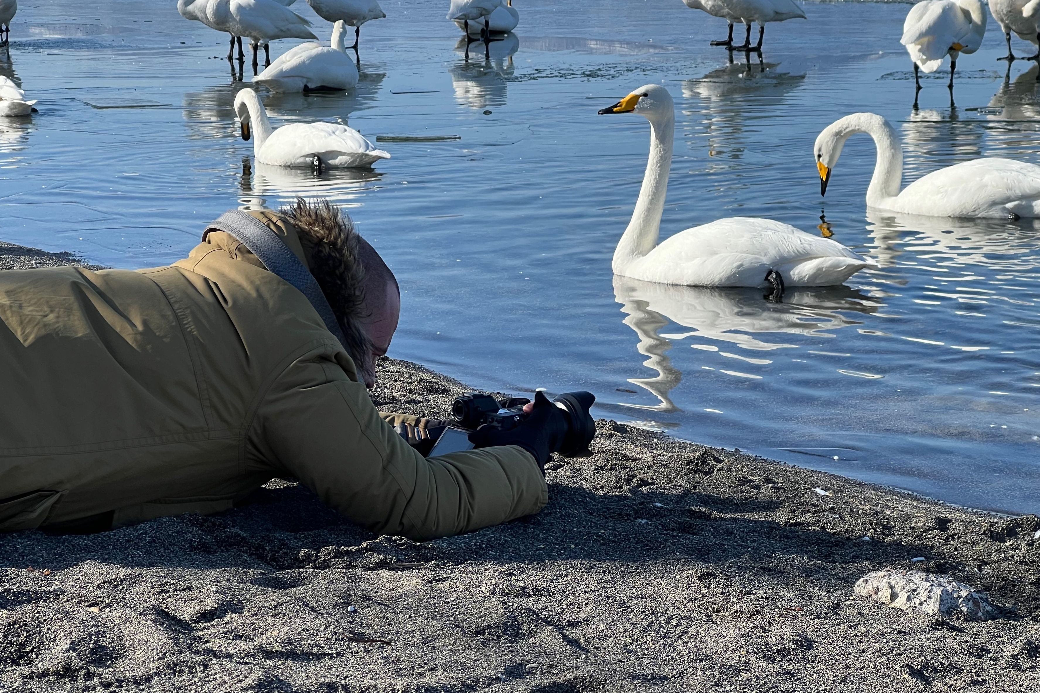 A photographer lies on his stomach on the sandy shore of Lake Kussharo, photographing whooper swans on the water.