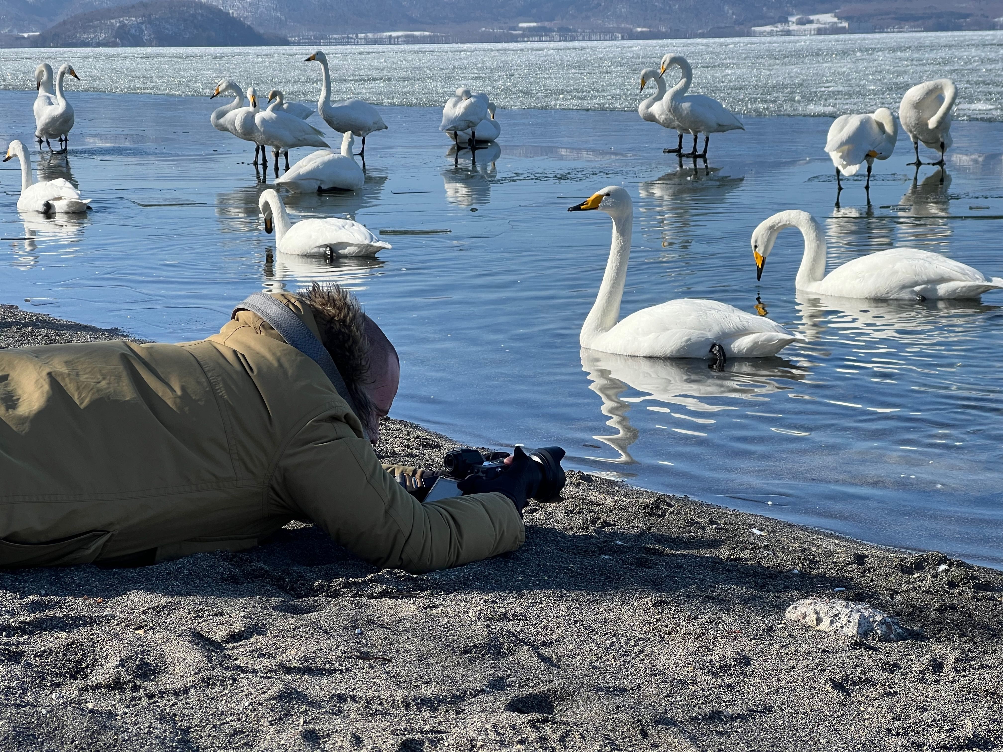 A photographer lies on his stomach on the sandy shore of Lake Kussharo, photographing whooper swans on the water.