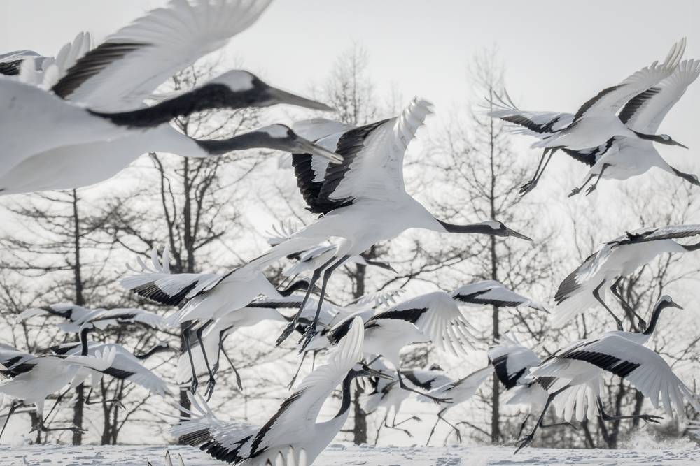 A flock of Red-crowned Cranes take flight suddenly. The photo is in black and white.