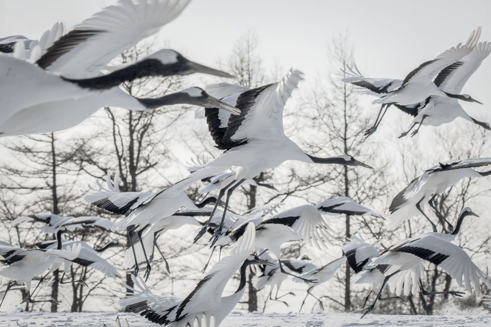 A flock of Red-crowned Cranes take flight suddenly. The photo is in black and white.
