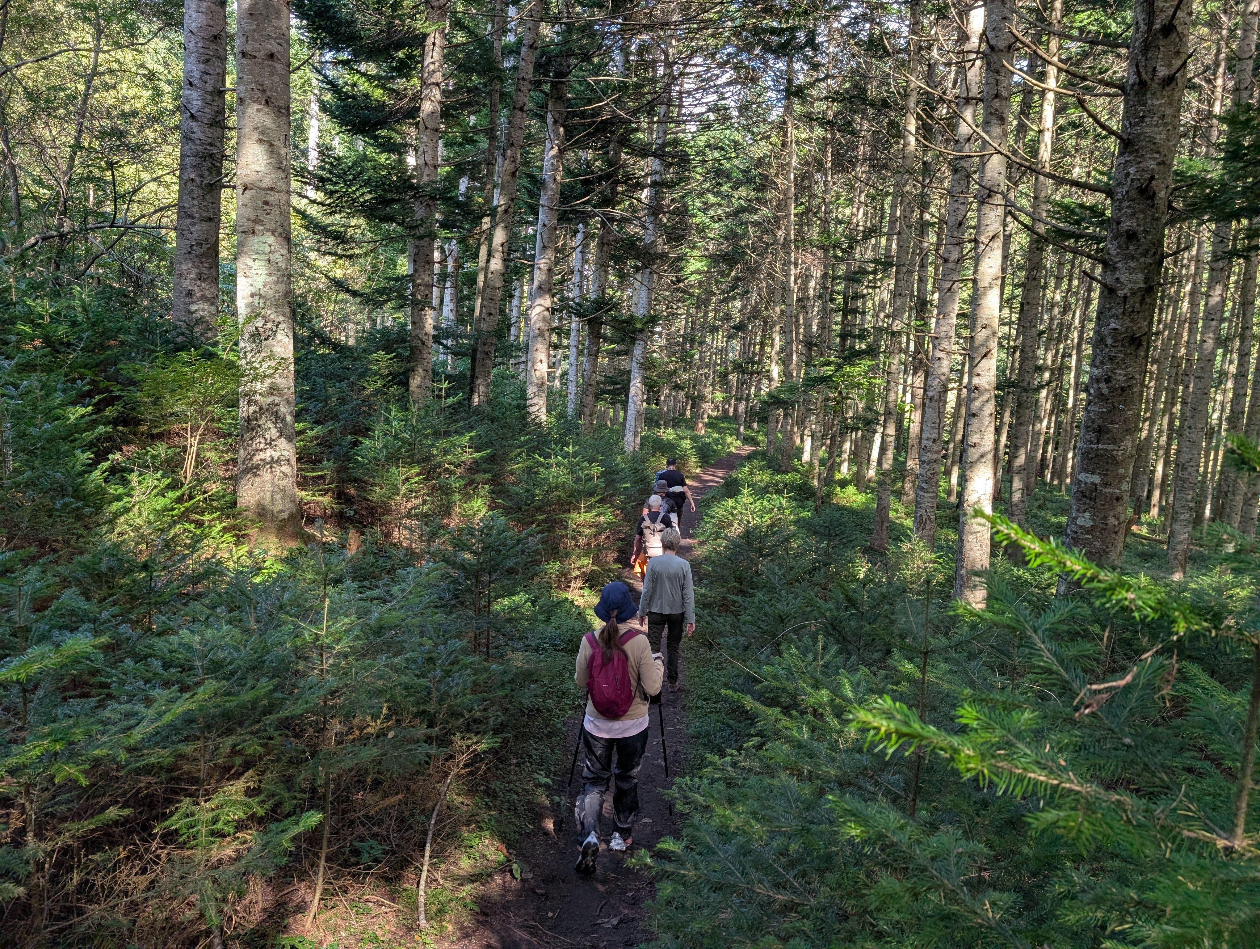 A group of hikers walk in a line along a dirt road through a fir forest. It is a sunny day and the light is filtering down through the branches of the trees.