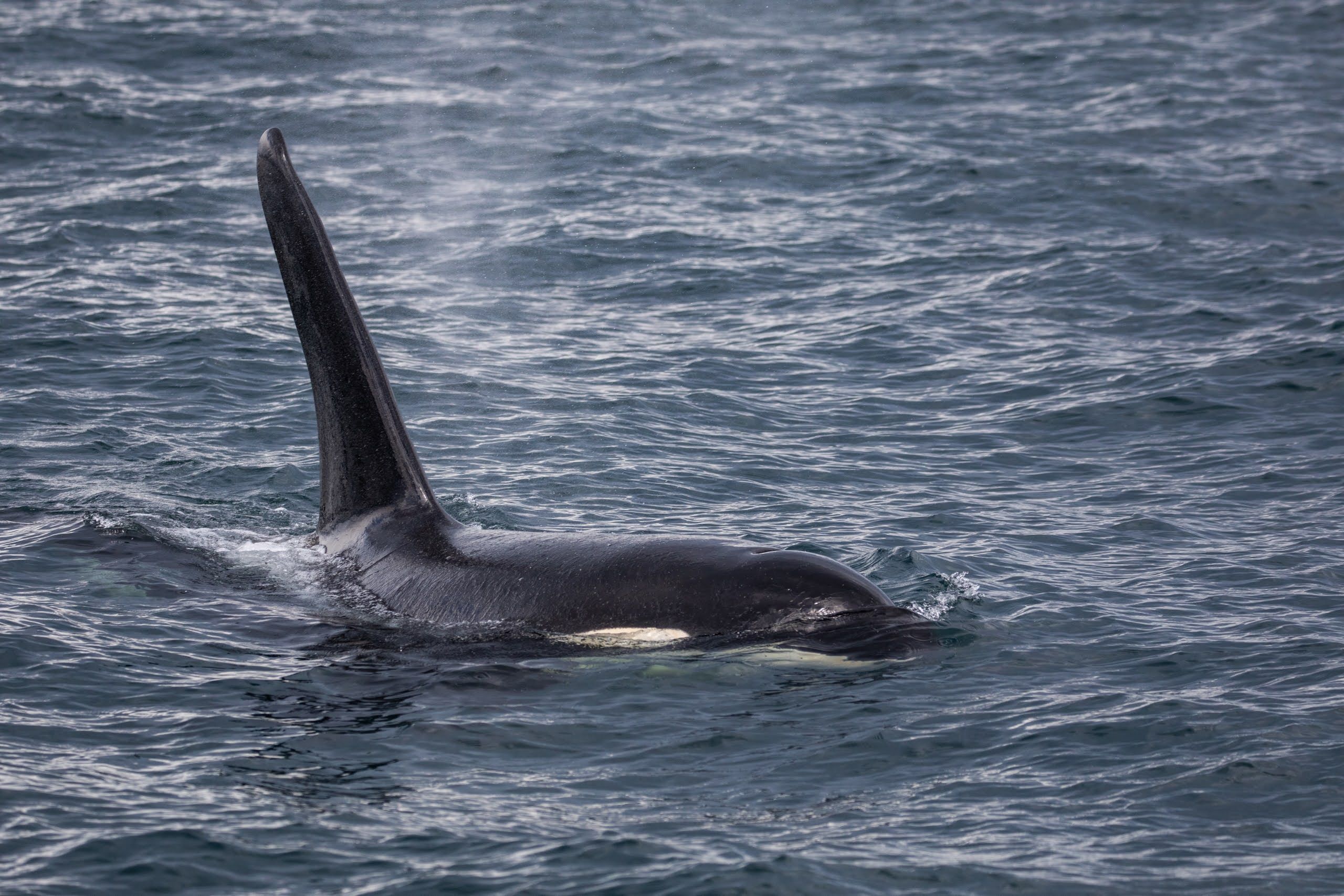 A picture of an orca in the sea, its back and dorsal fin rising out of the water. It has just expelled water from its blowhole.