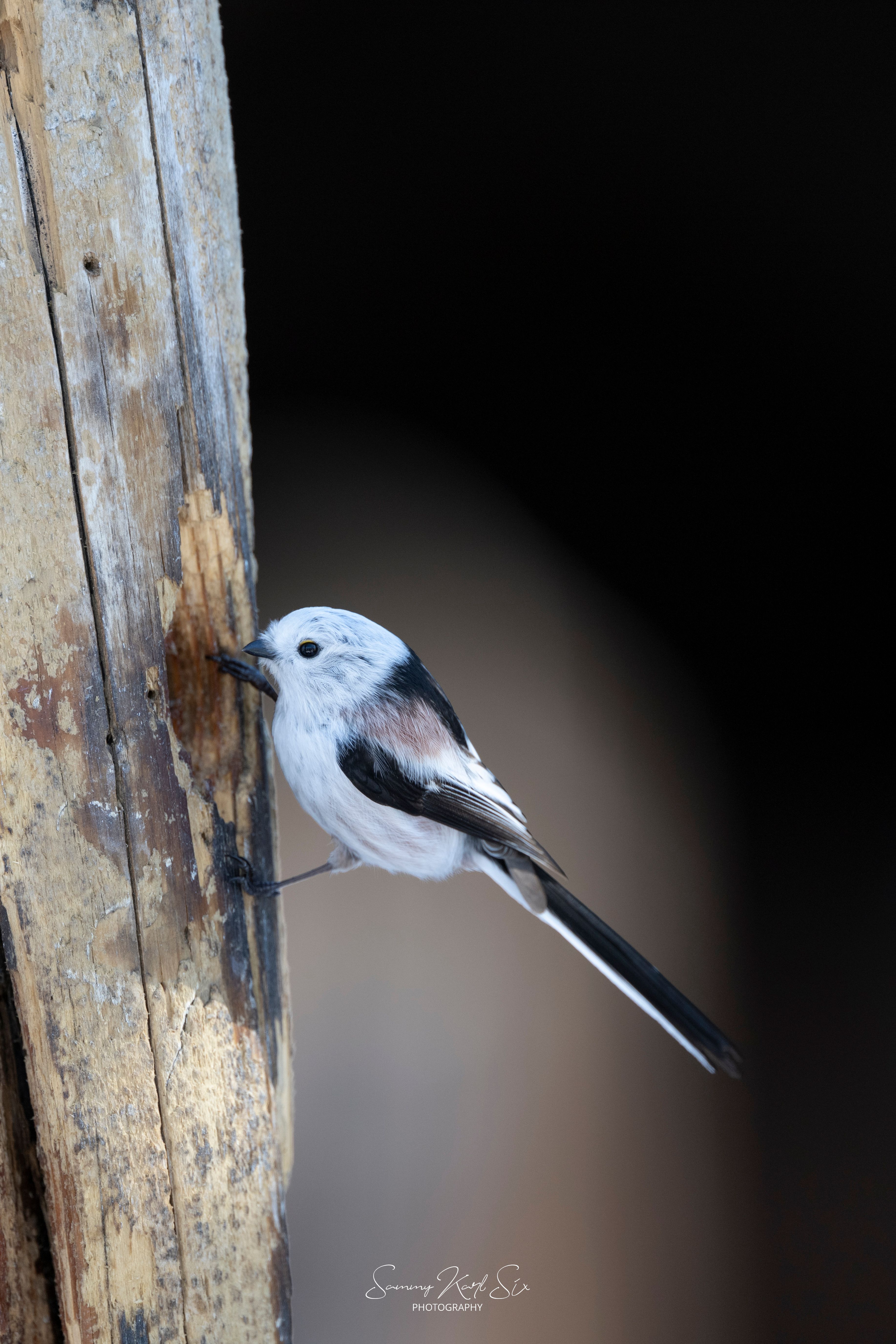 A closeup of a long-tailed tit on a post.