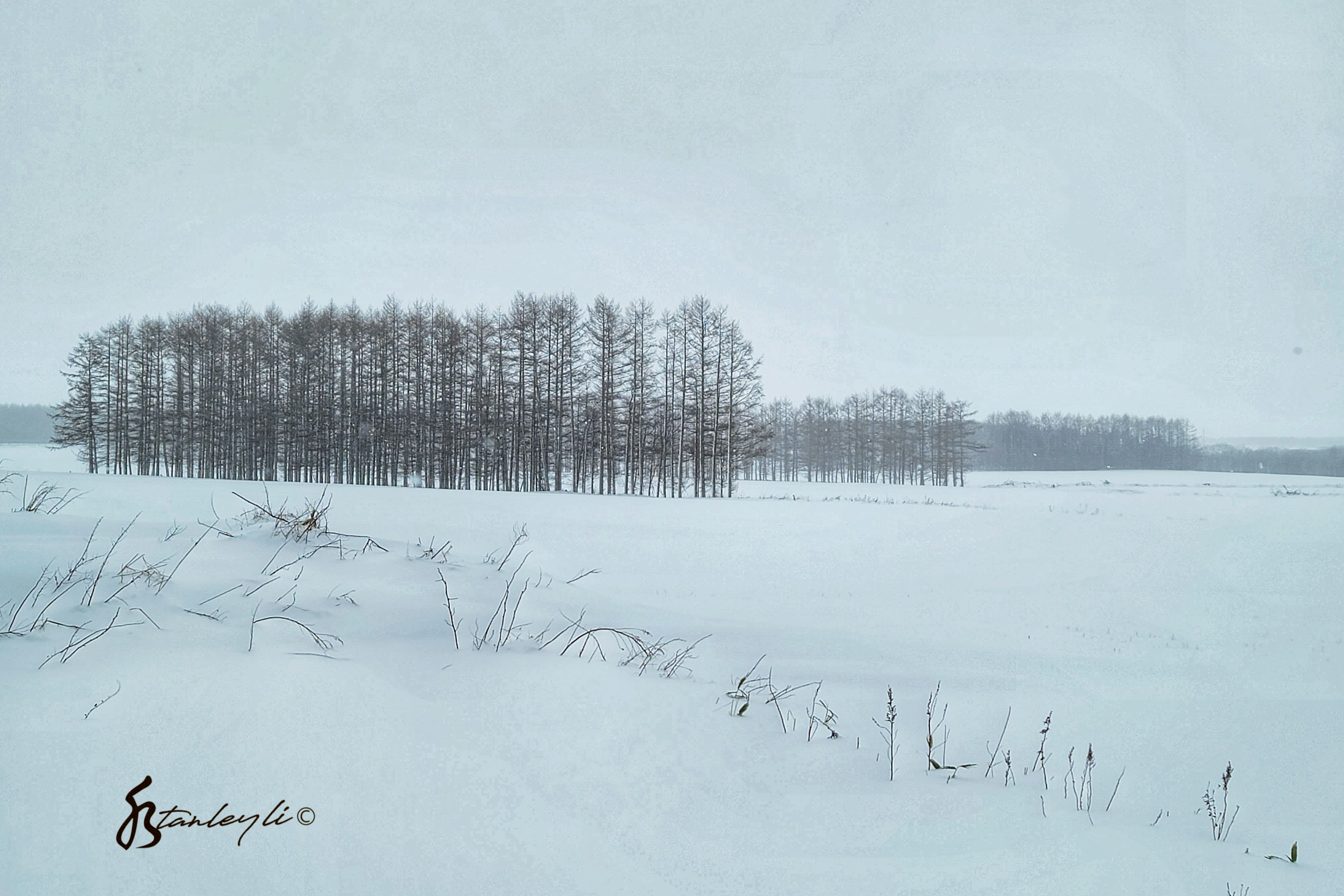 A stand of Larch sit in amongst white fields in Hokkaido's rural east.