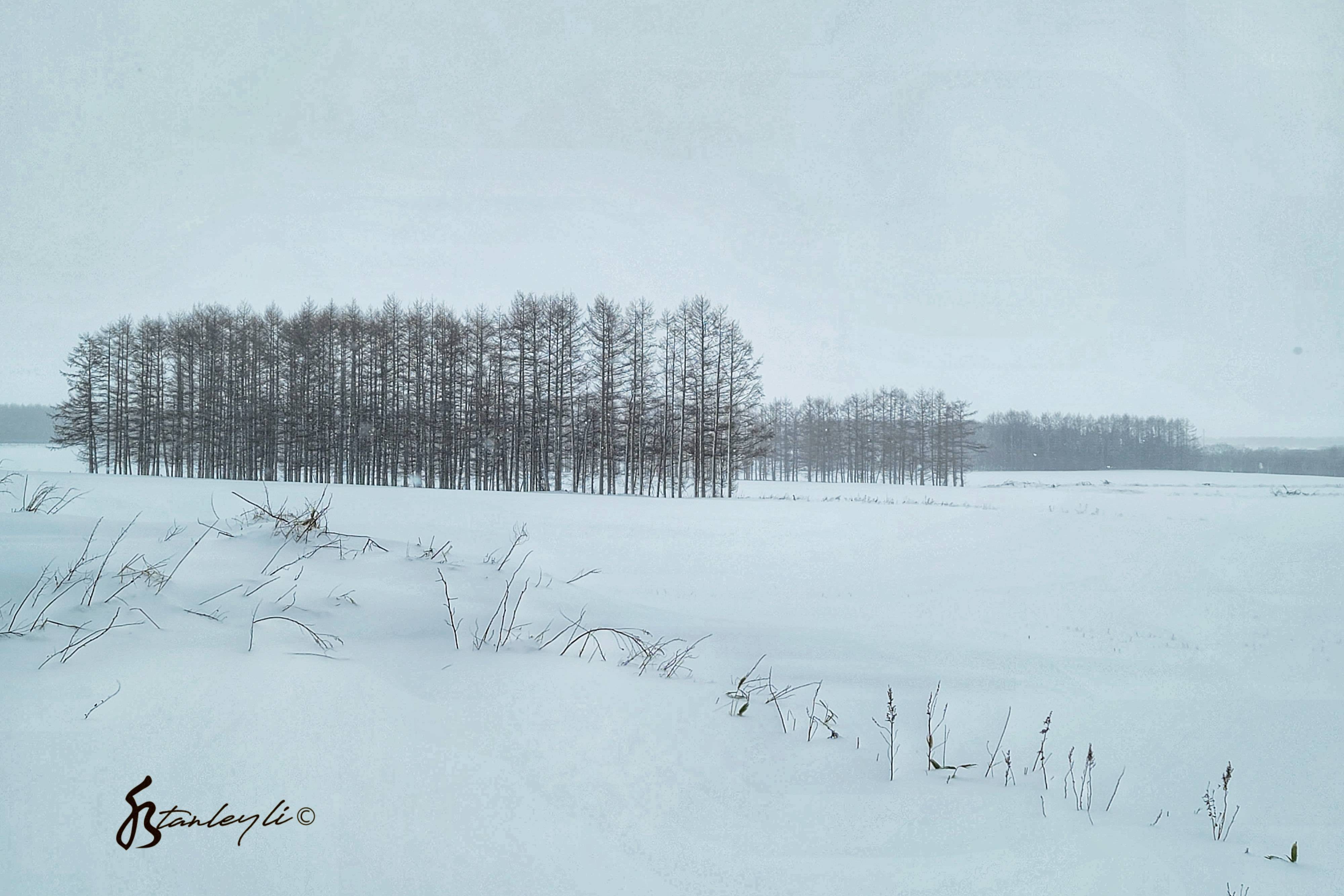 A stand of Larch sit in amongst white fields in Hokkaido's rural east.