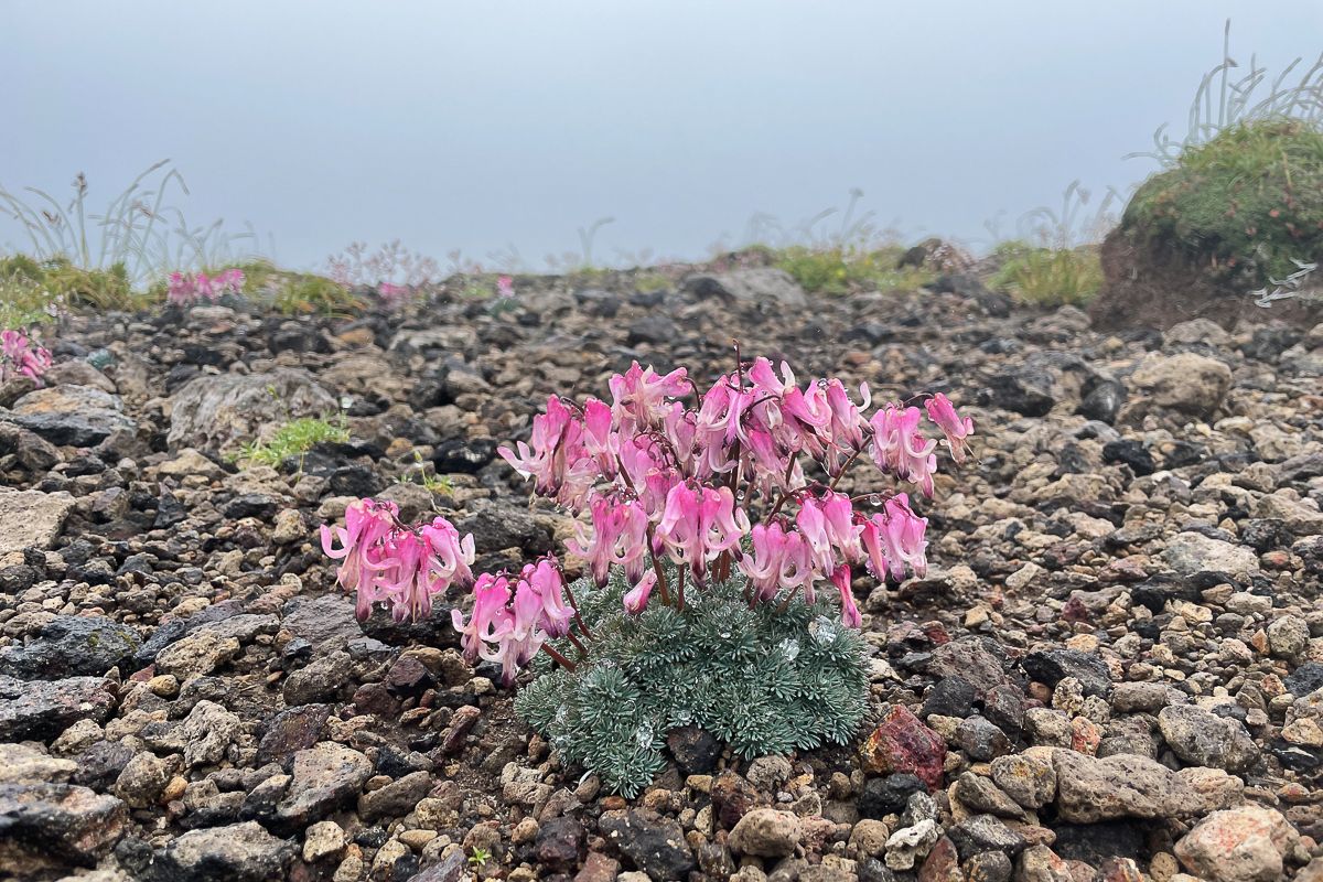 Komakusa flowers in the Daisetsuzan National Park