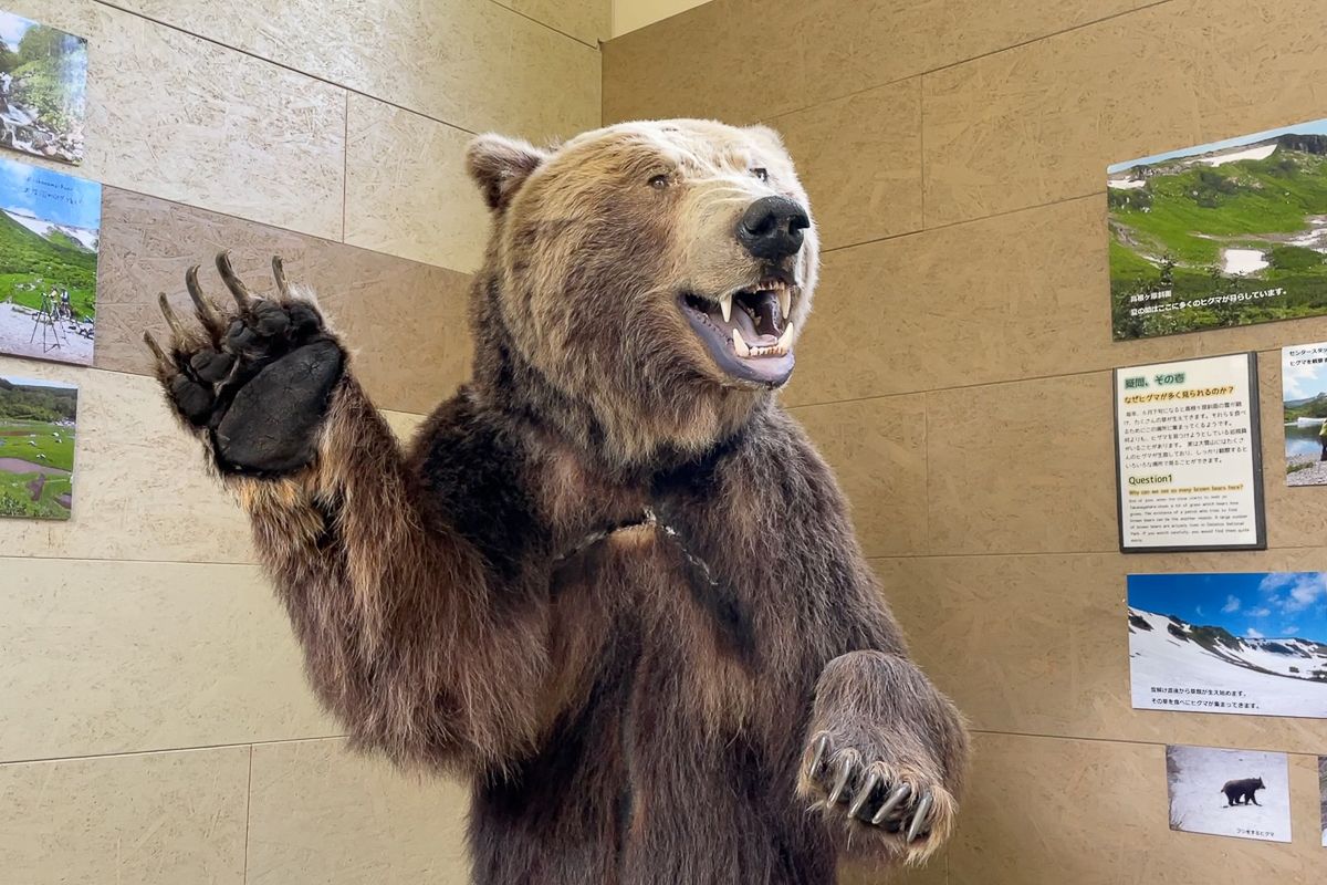 Higuma bear on display at the Higuma Information Centre, Kogen Numa, Hokkaido