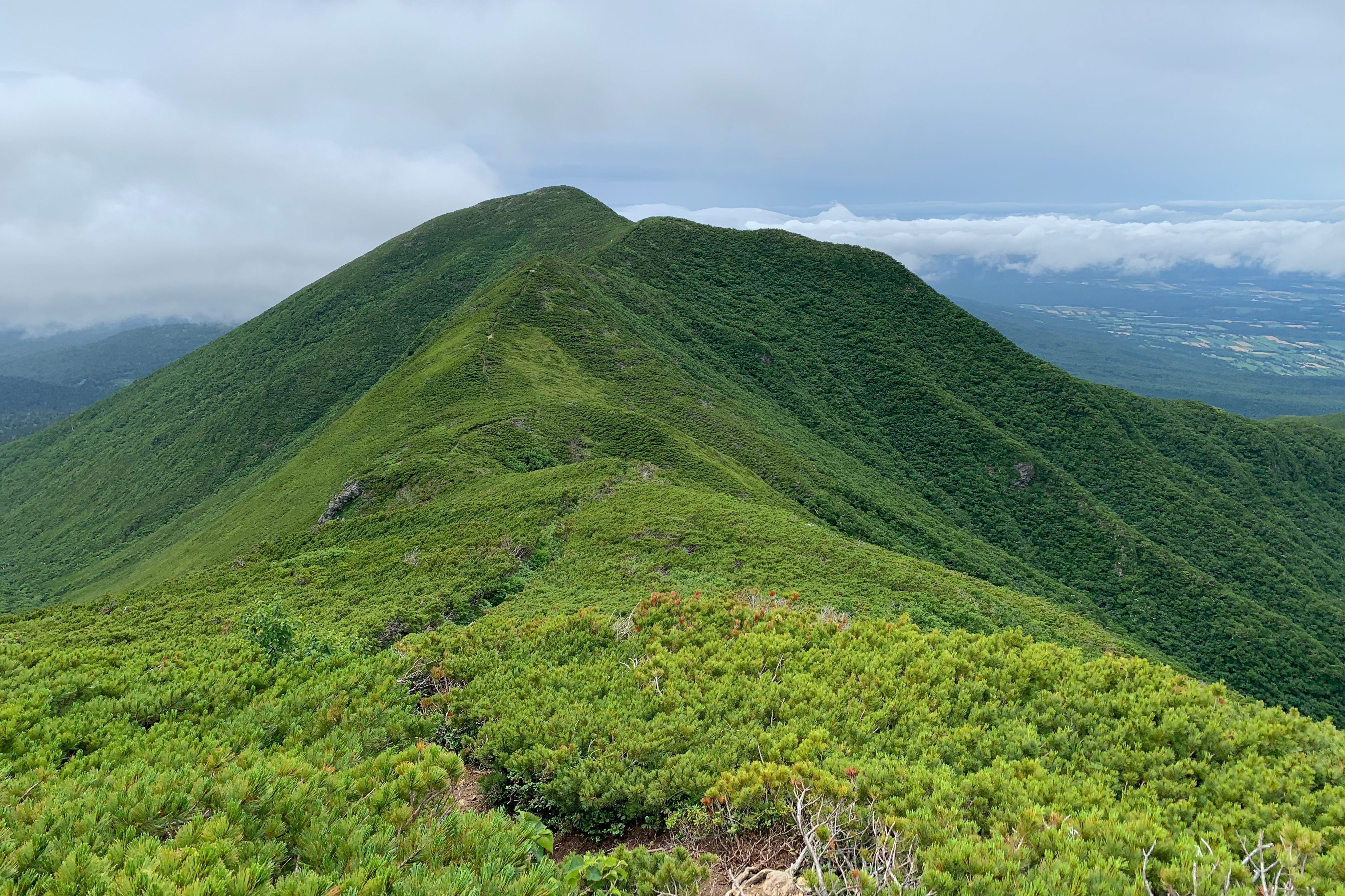A faint hiking trail is visible along a ridge line that is covered by Japanese Stone Pine trees