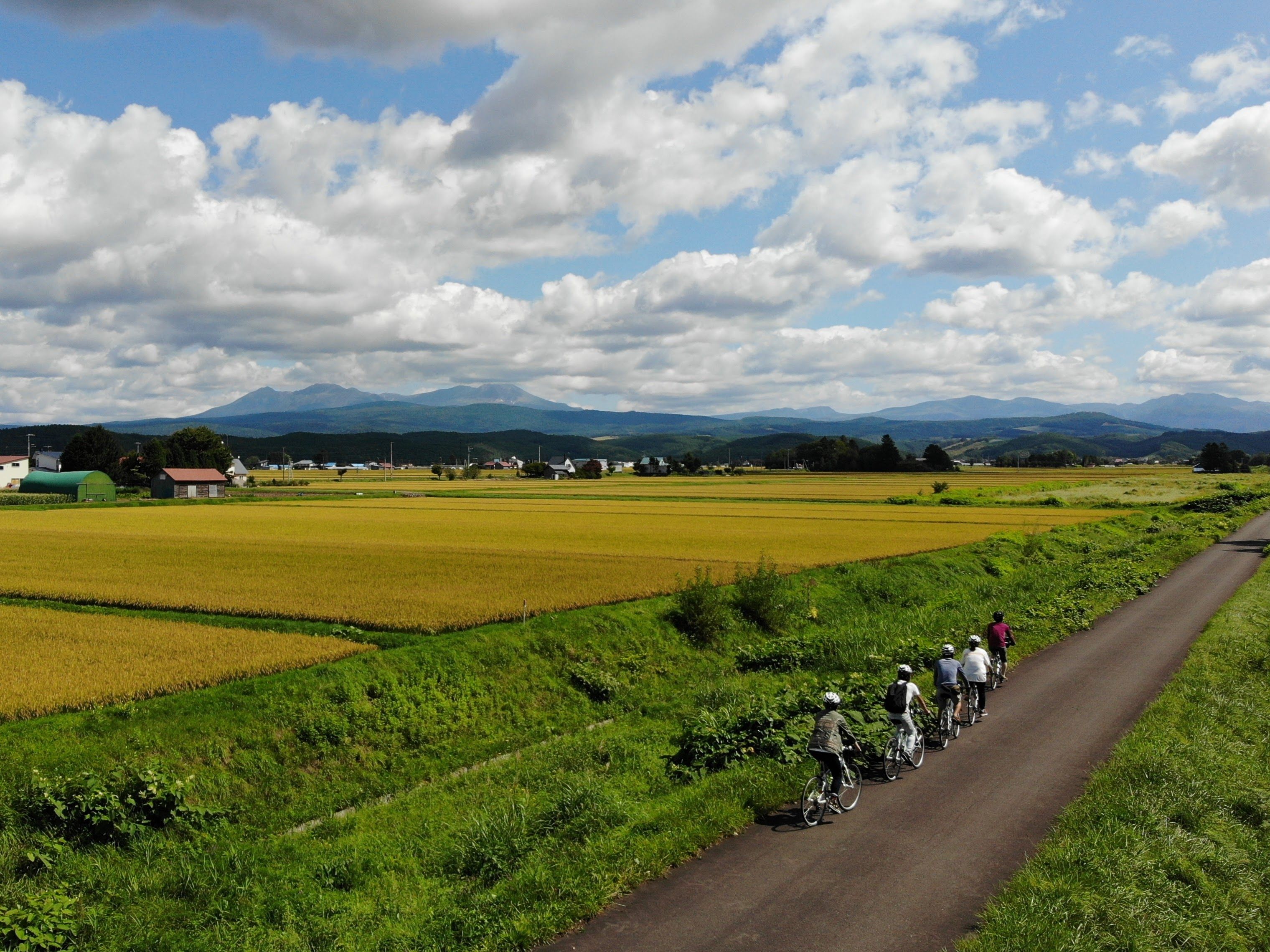 An aerial shot of a group of five cyclists, cycling alongside rice paddies in Higashikawa, Hokkaido. The rice paddies look ready to harvest and the rice is a rich golden colour. It is a sunny day and in the distance, Mt. Asahidake, the highest mountain in Hokkaido, is visible.