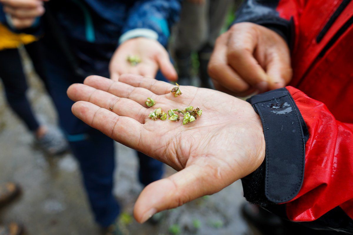 Close up of buckwheat