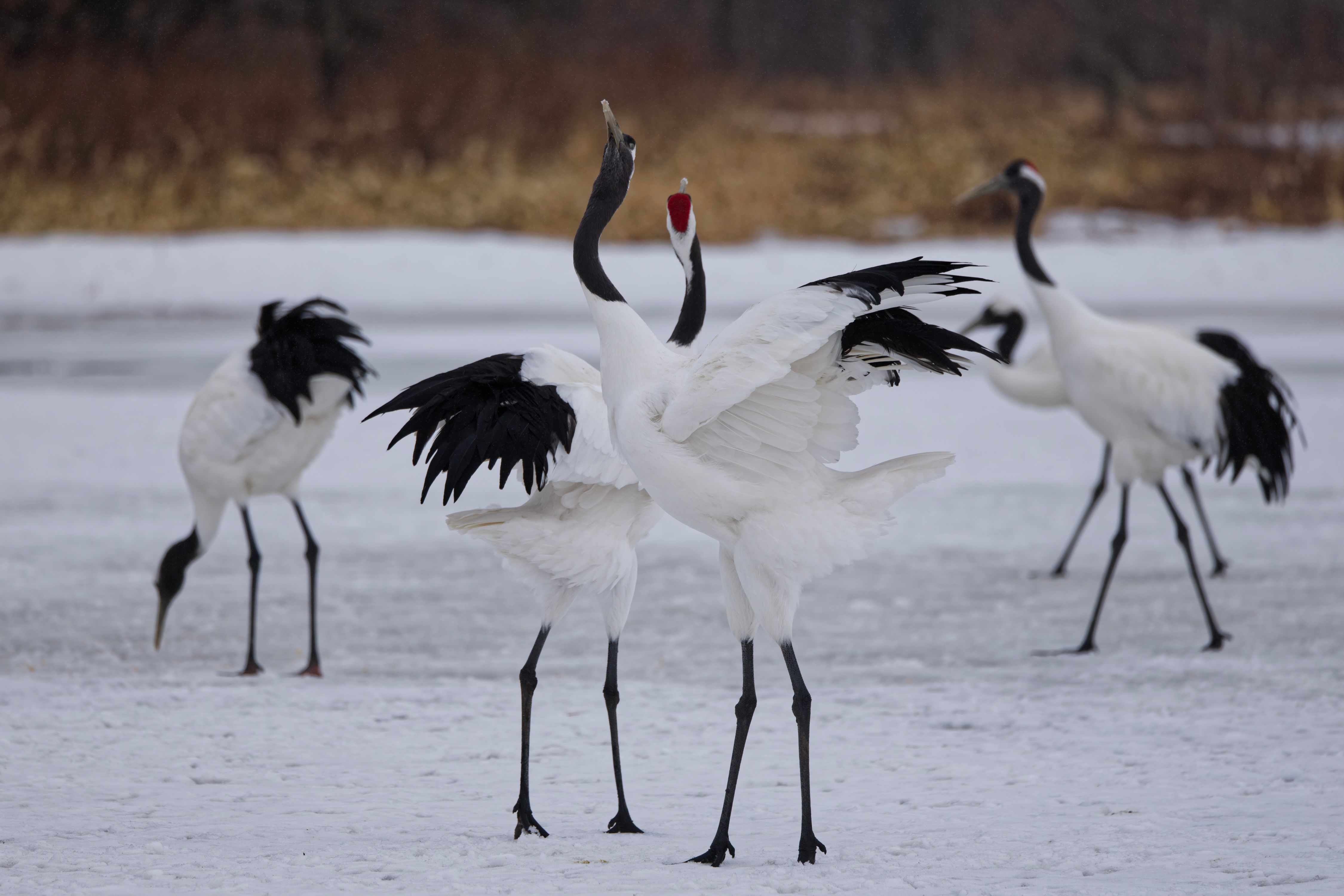 A flock of red-crowned cranes. In the middle of the shot are a pair engaging in the crane's famous courtship "dances".