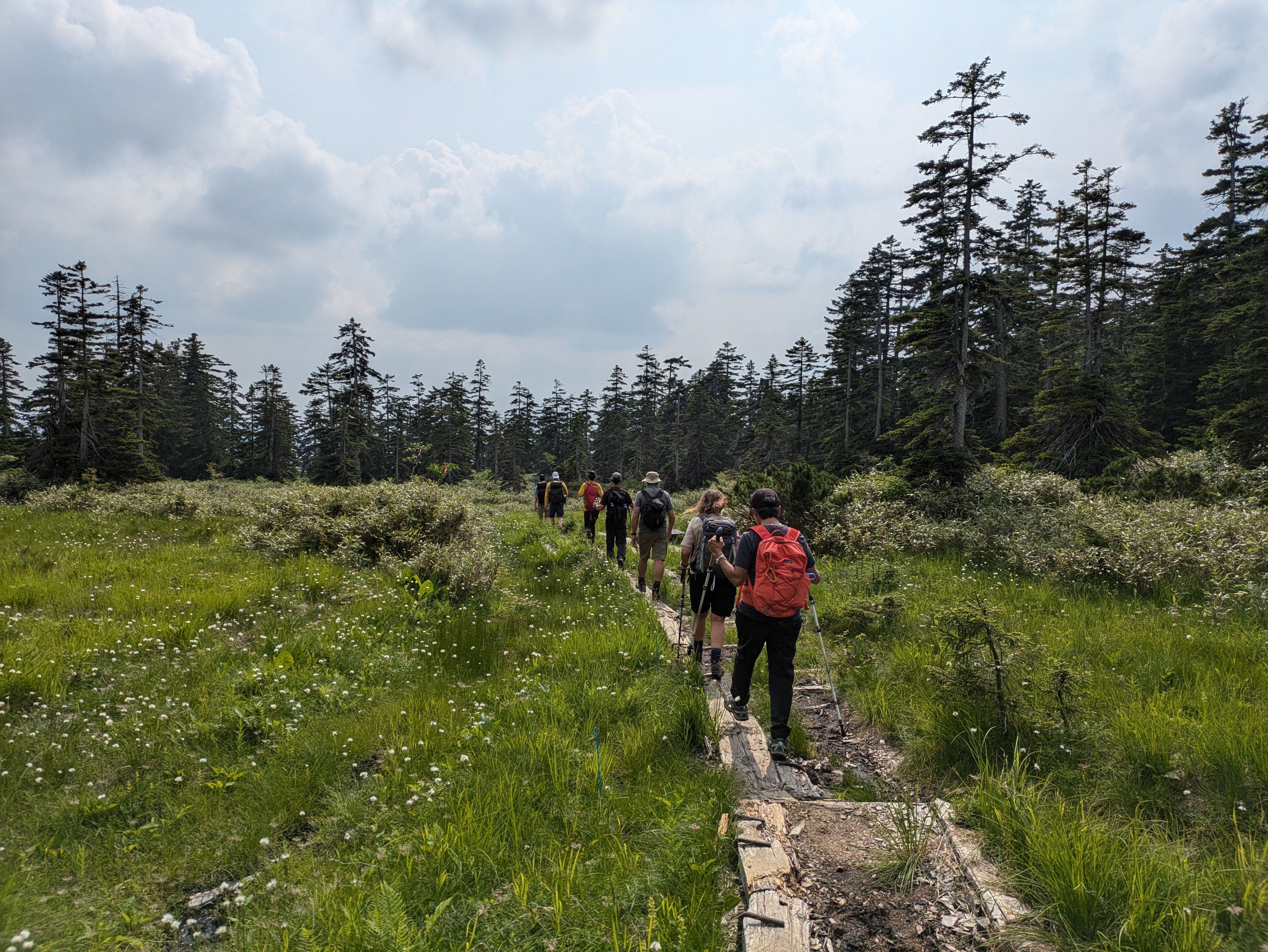 A line of hikers on a hiking path. The path is made up of broken boards and rock. Wild grasses and spruce trees surround them.