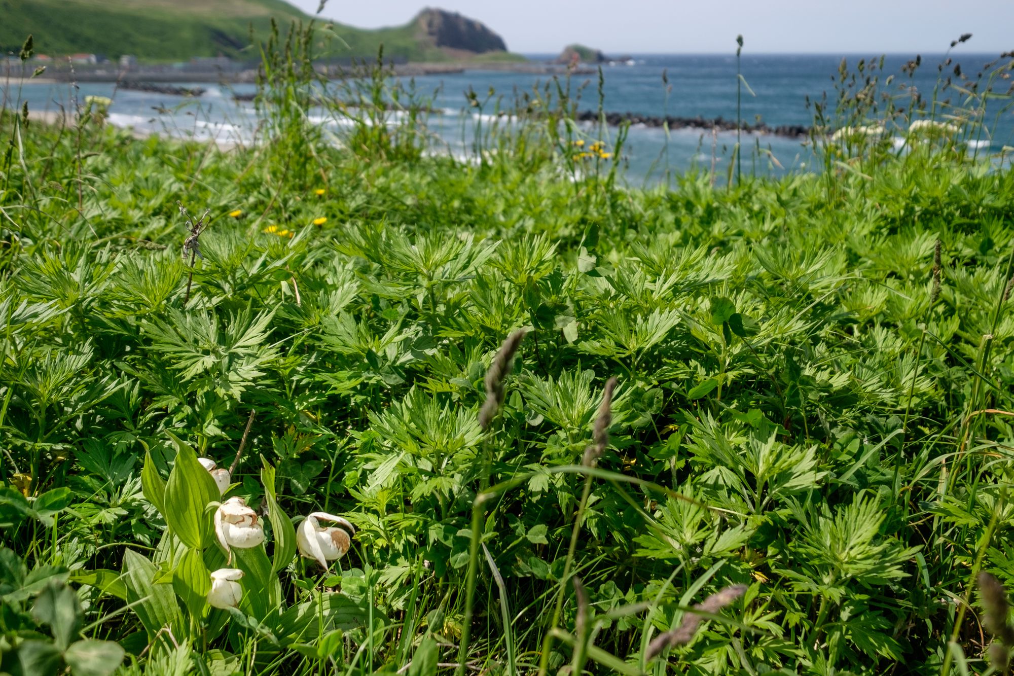 Wild Rebun lady's slipper orchids growing by the sea