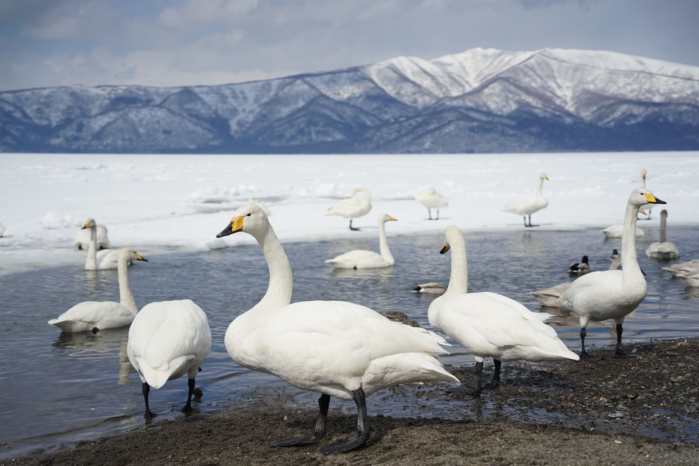 Whooper Swans with snow-capped Mt. Mokoto on the backdrop