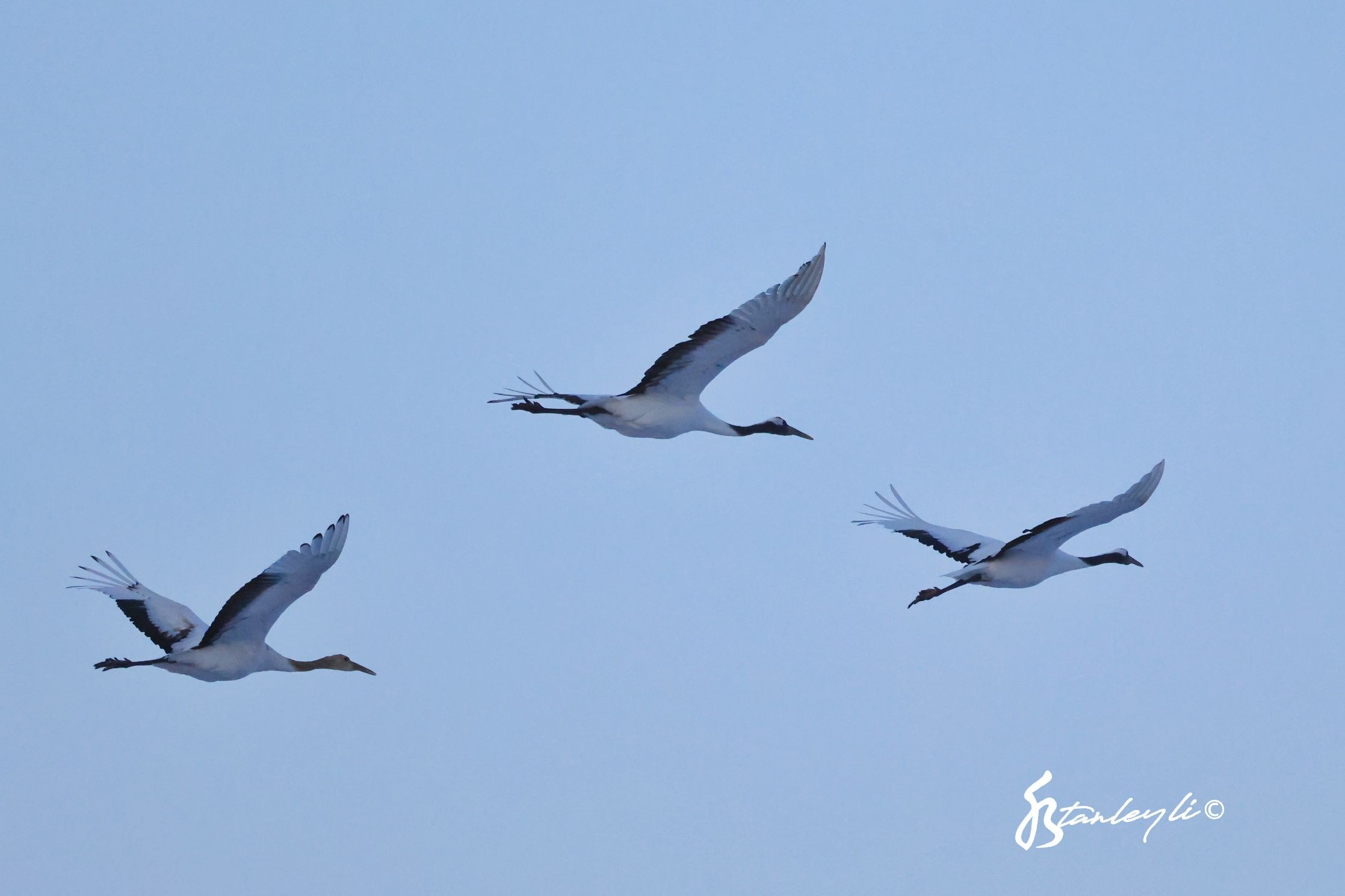 A flock of cranes in flight at sunset.