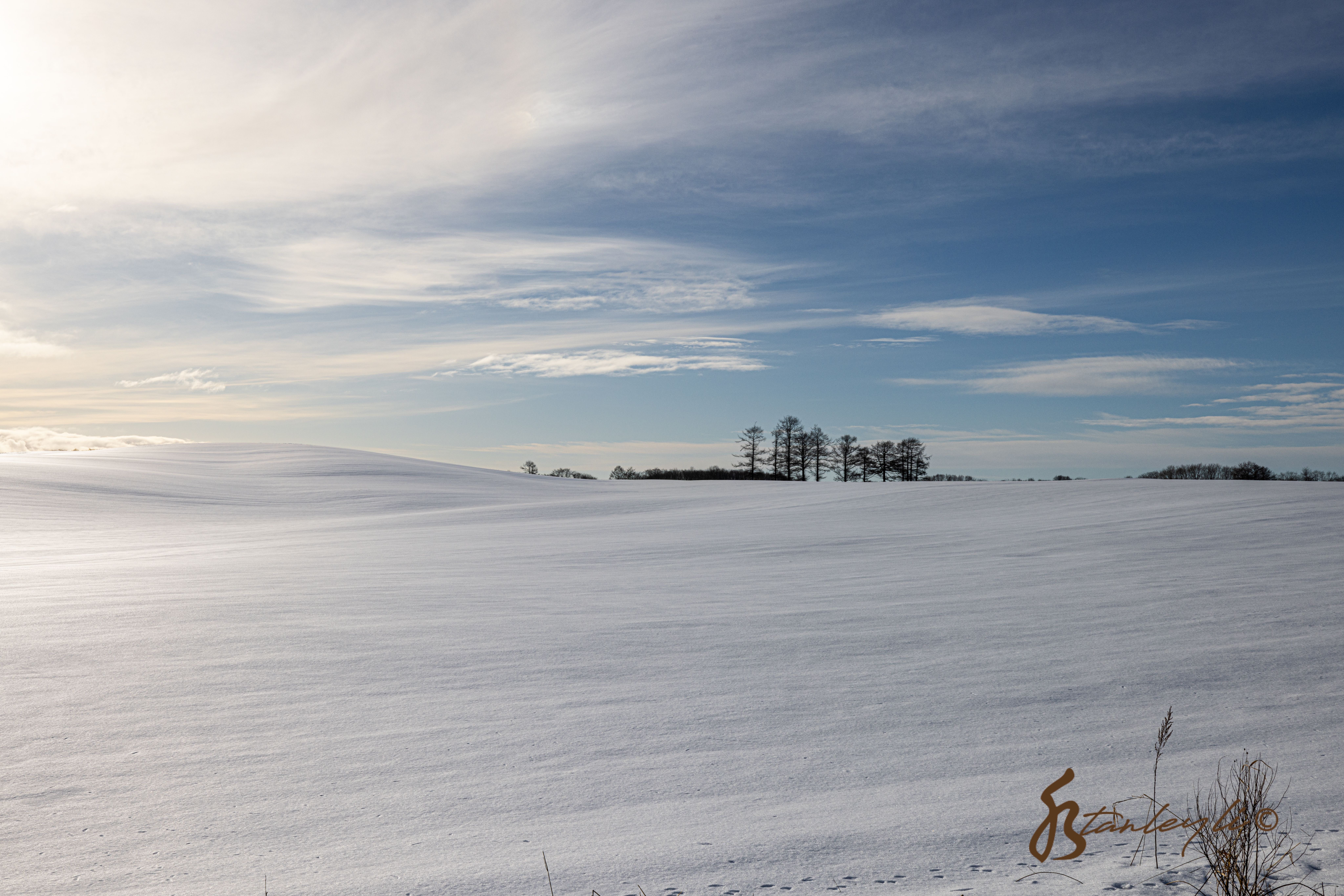 A vast field covered with snow leads away to a cluster of trees in the distance.